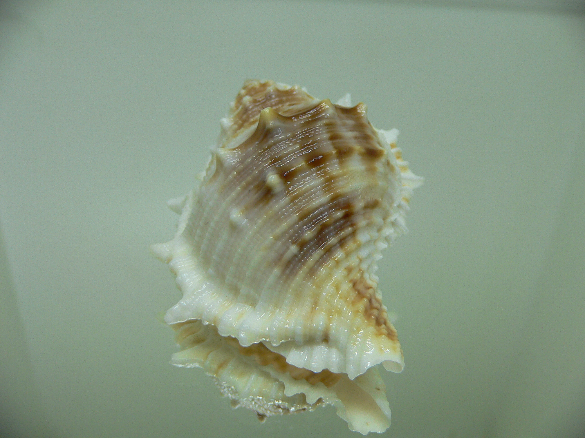 Bufonaria albivaricosa 1