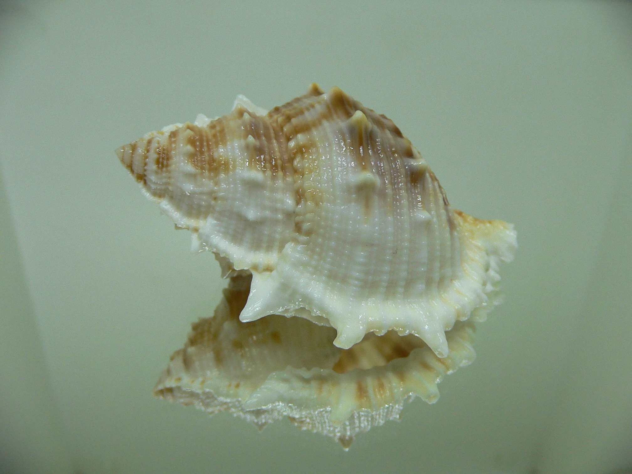 Bufonaria albivaricosa 1