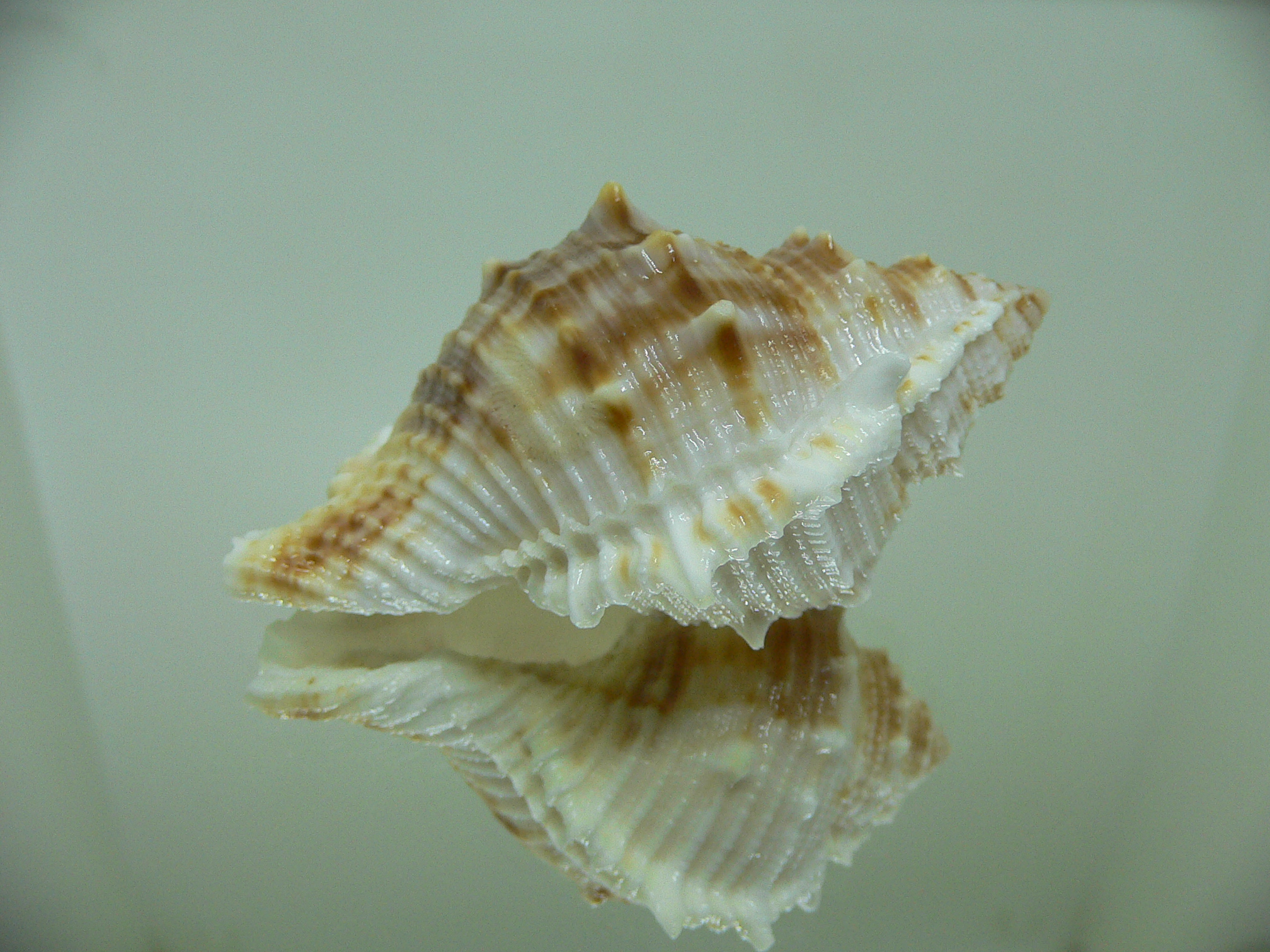 Bufonaria albivaricosa 1