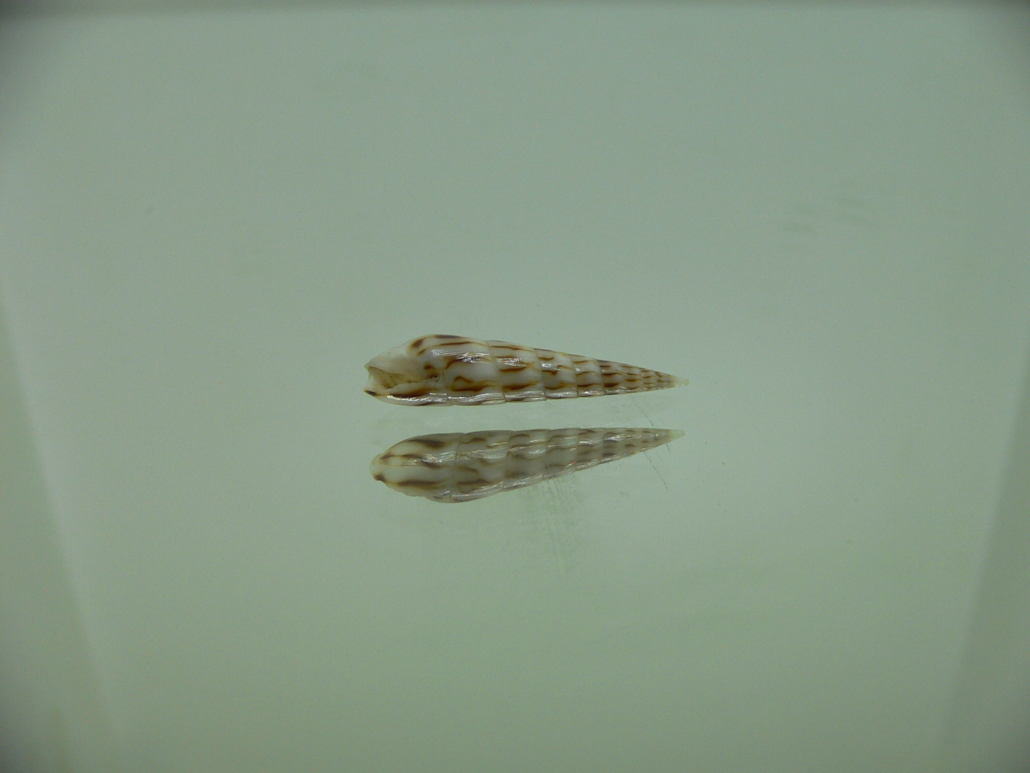 Hastula penicillata venosa (var.)