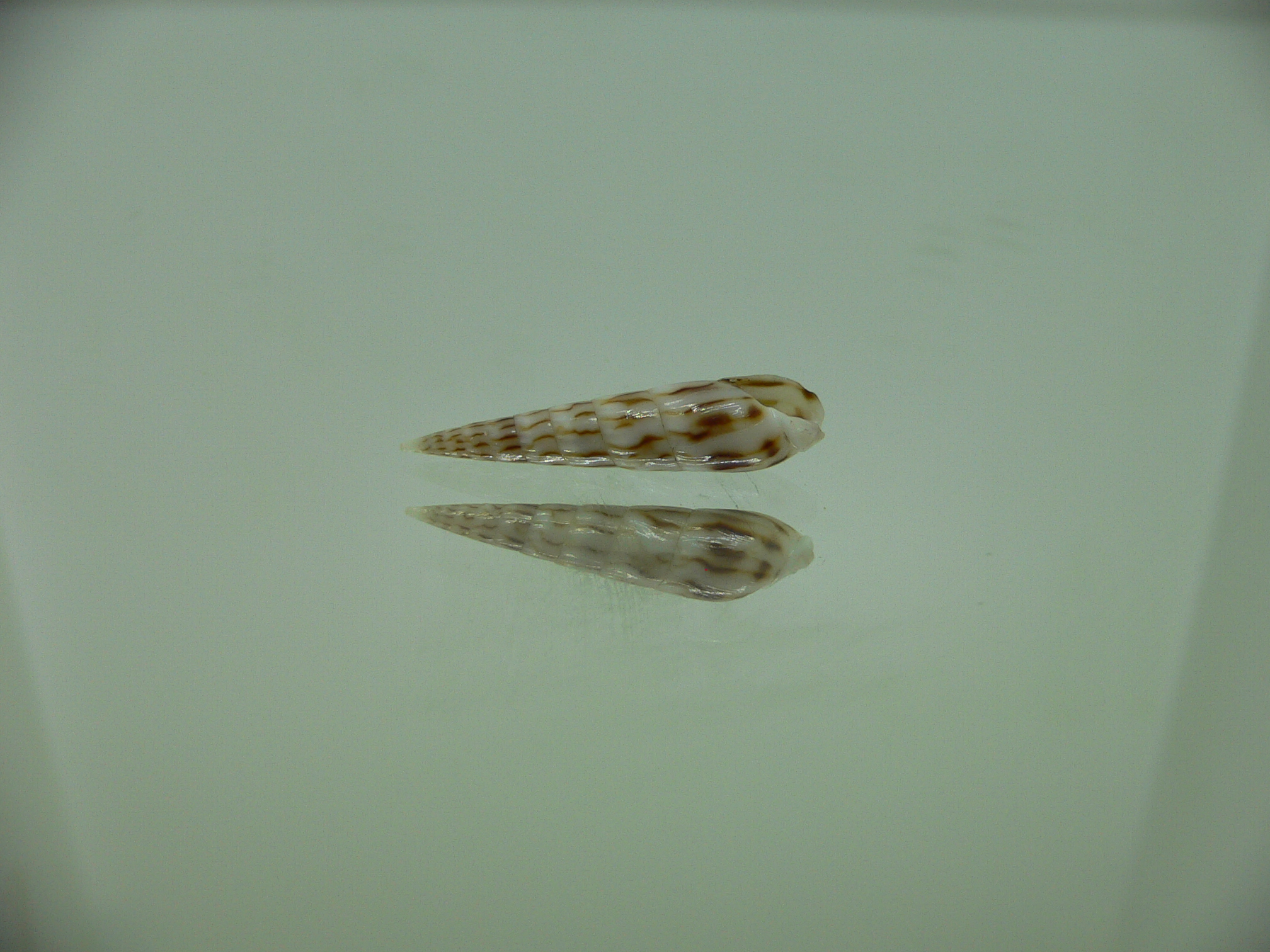 Hastula penicillata venosa (var.)