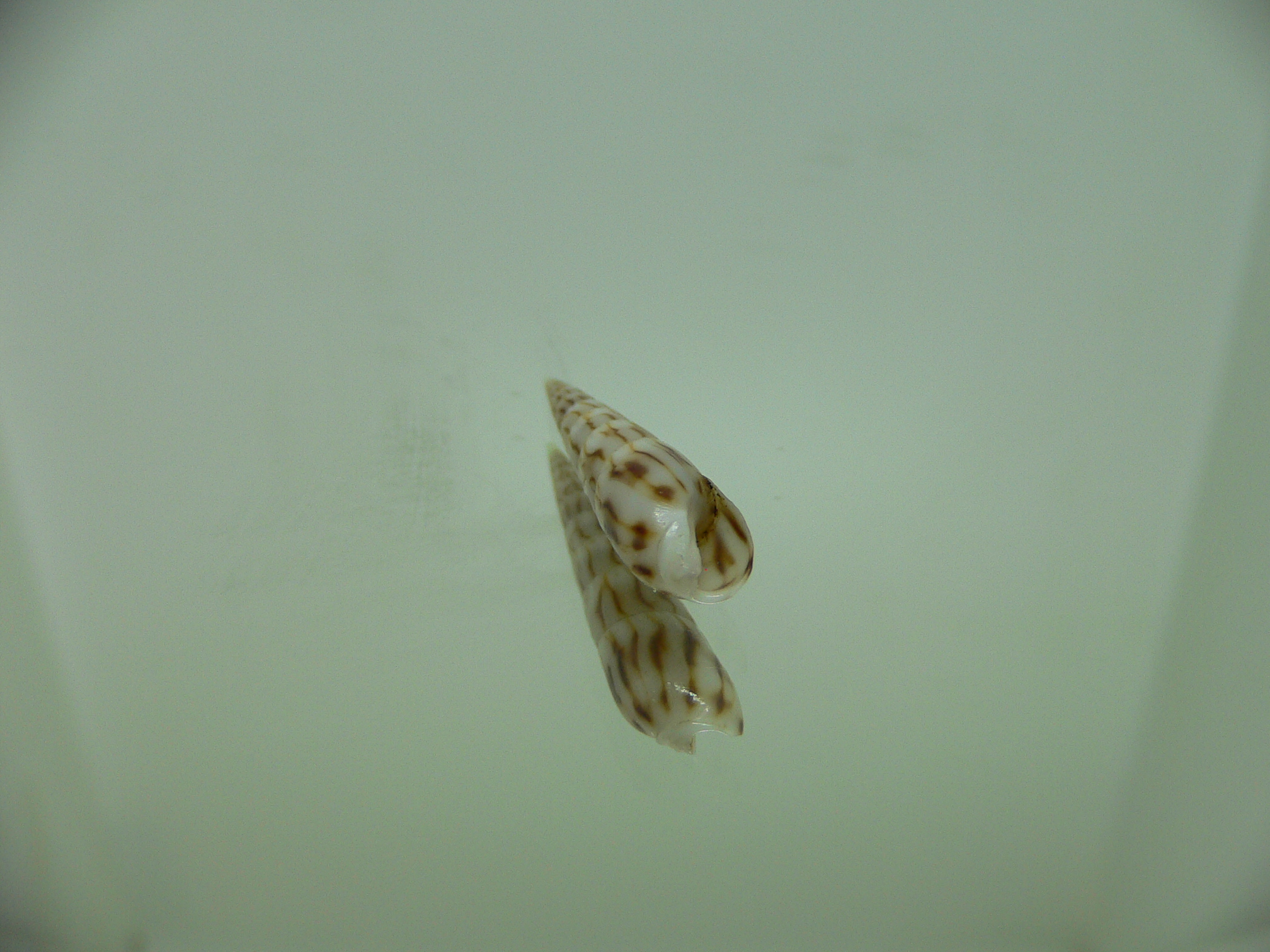 Hastula penicillata venosa (var.)