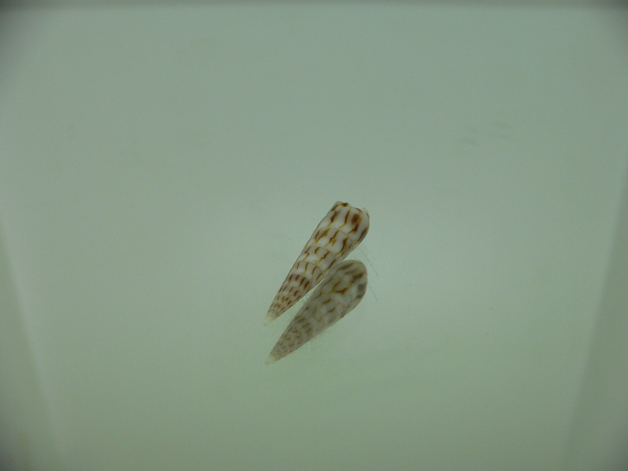 Hastula penicillata venosa (var.)