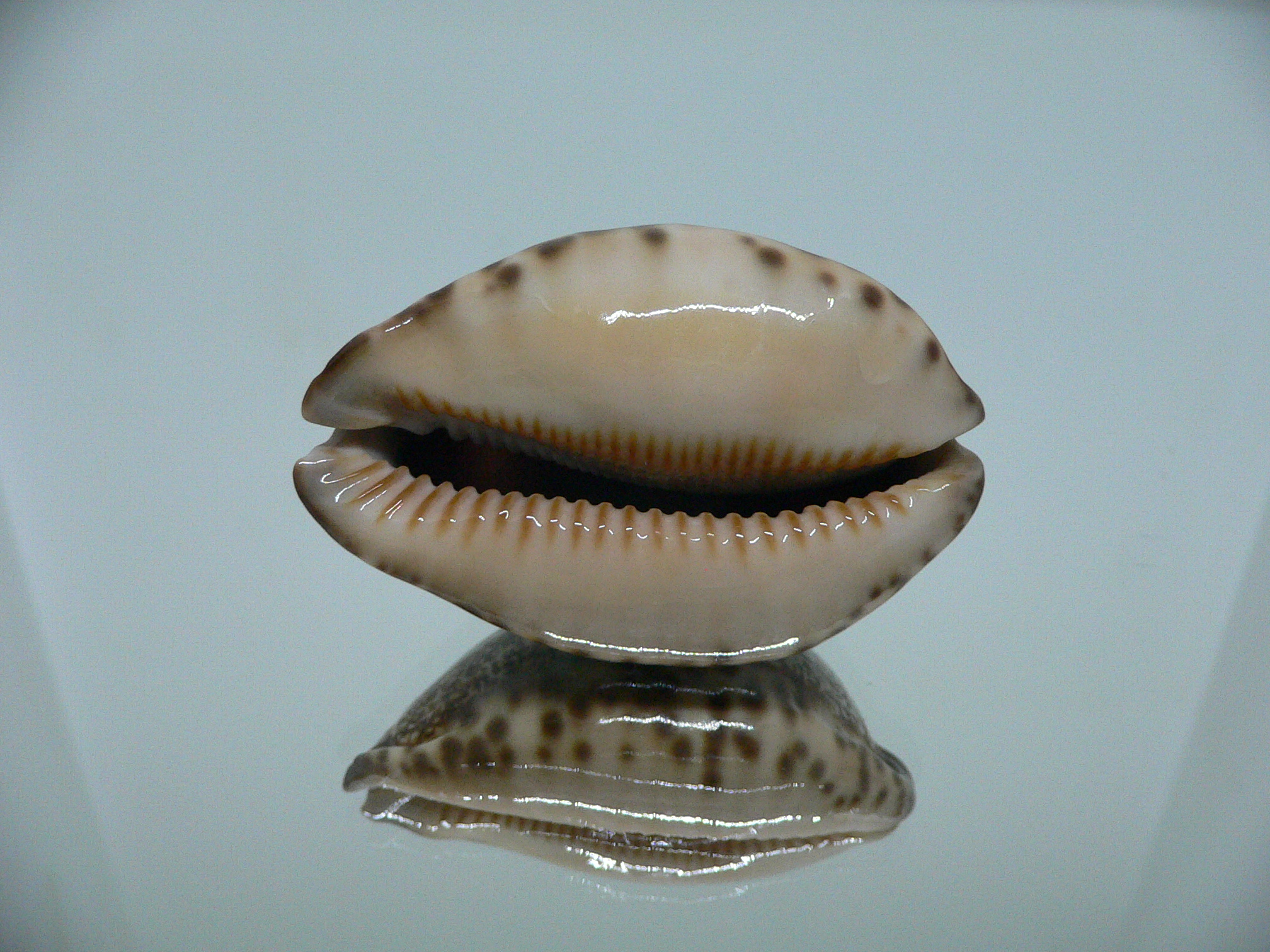 Cypraea grayana DARK LORD