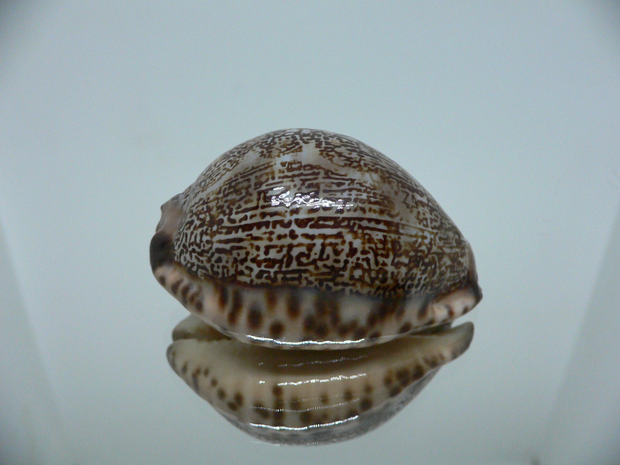 Cypraea grayana DARK LORD