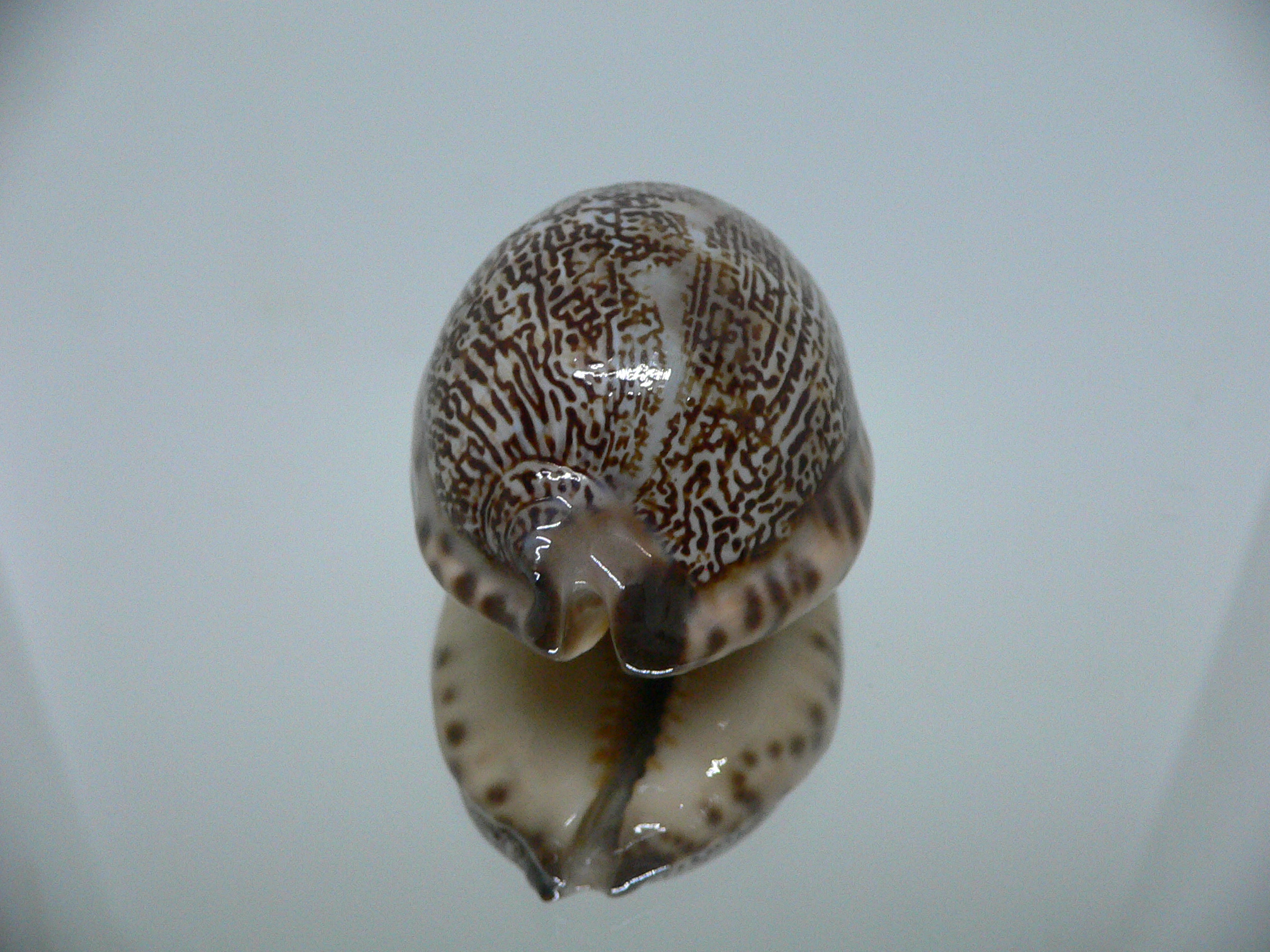 Cypraea grayana DARK LORD