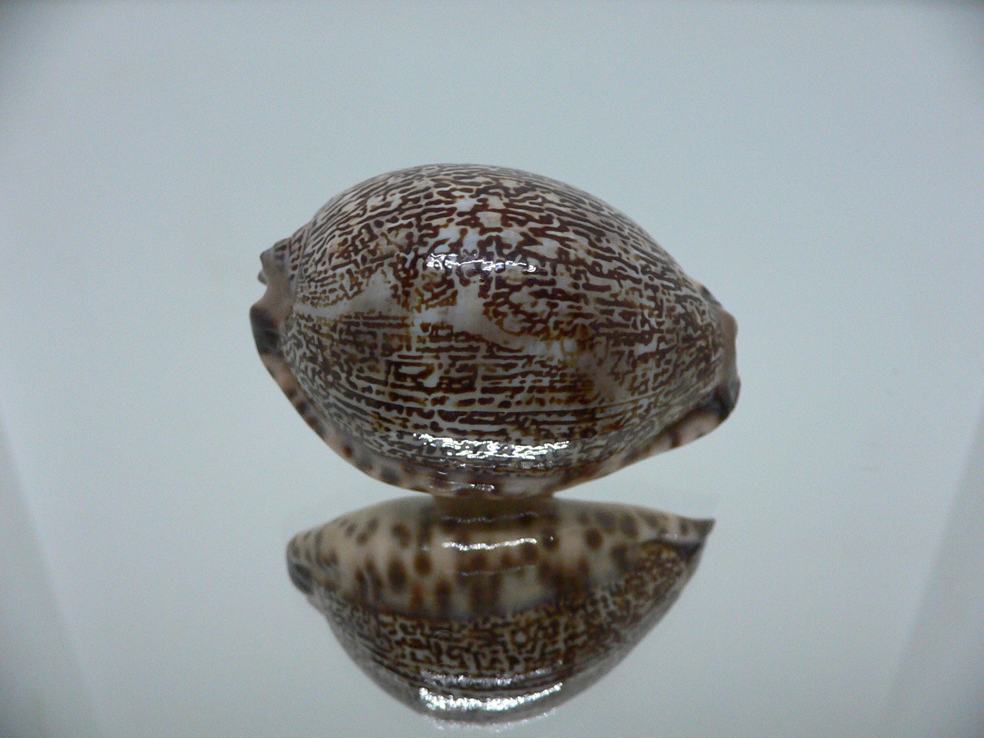 Cypraea grayana DARK LORD