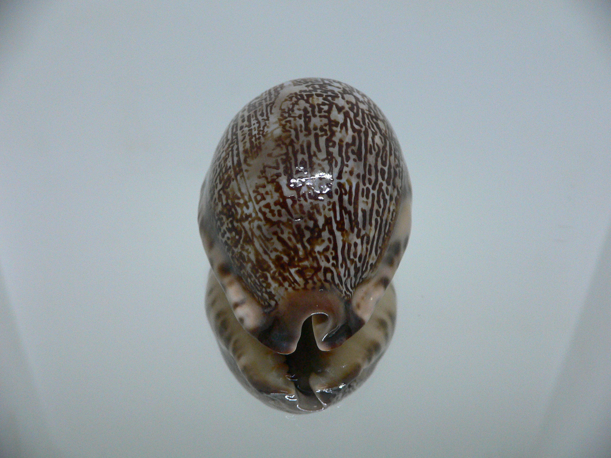 Cypraea grayana DARK LORD