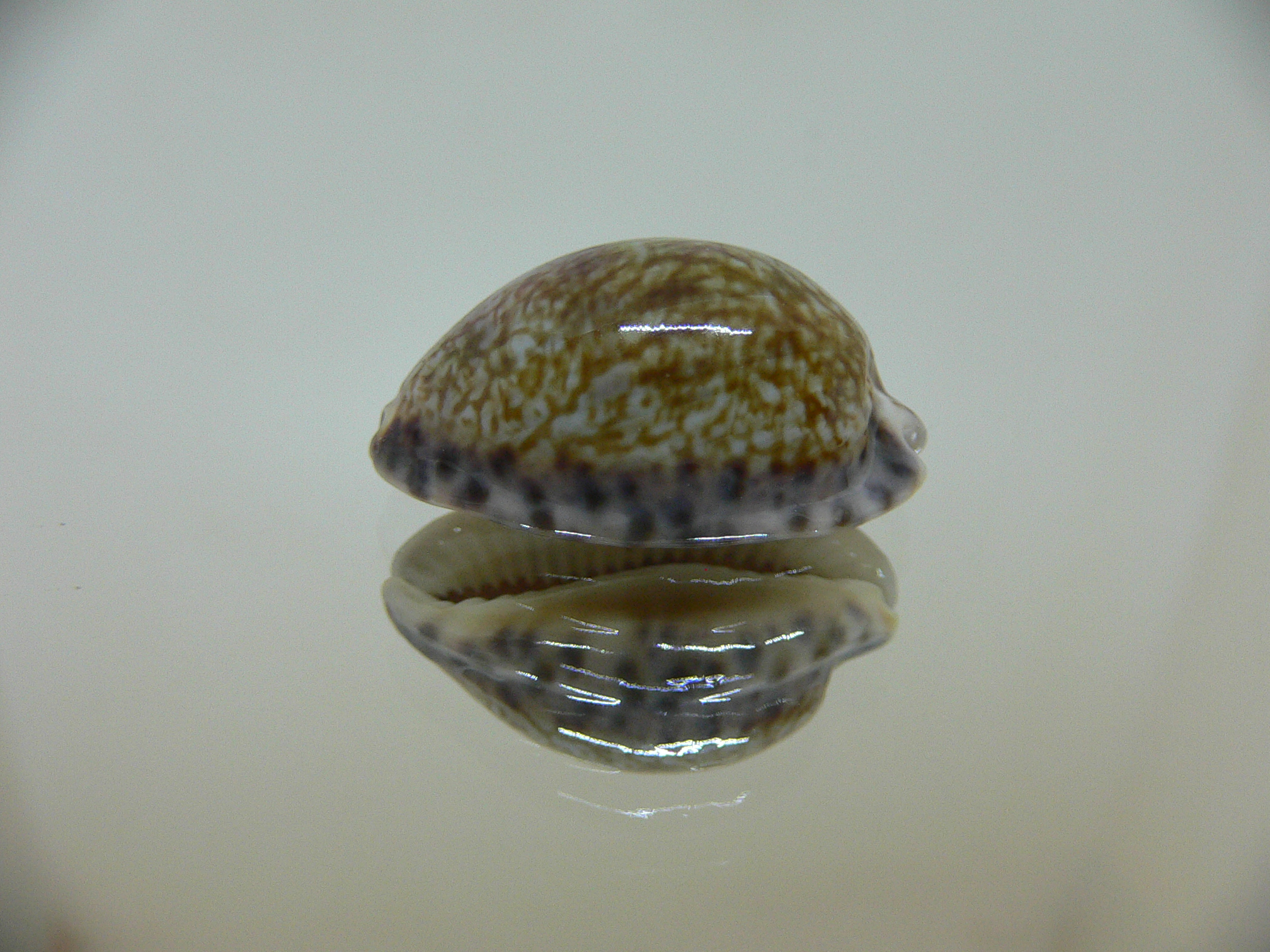 Cypraea arabicula