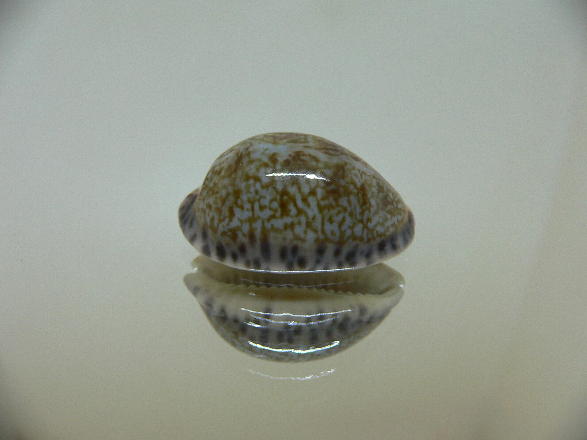 Cypraea arabicula