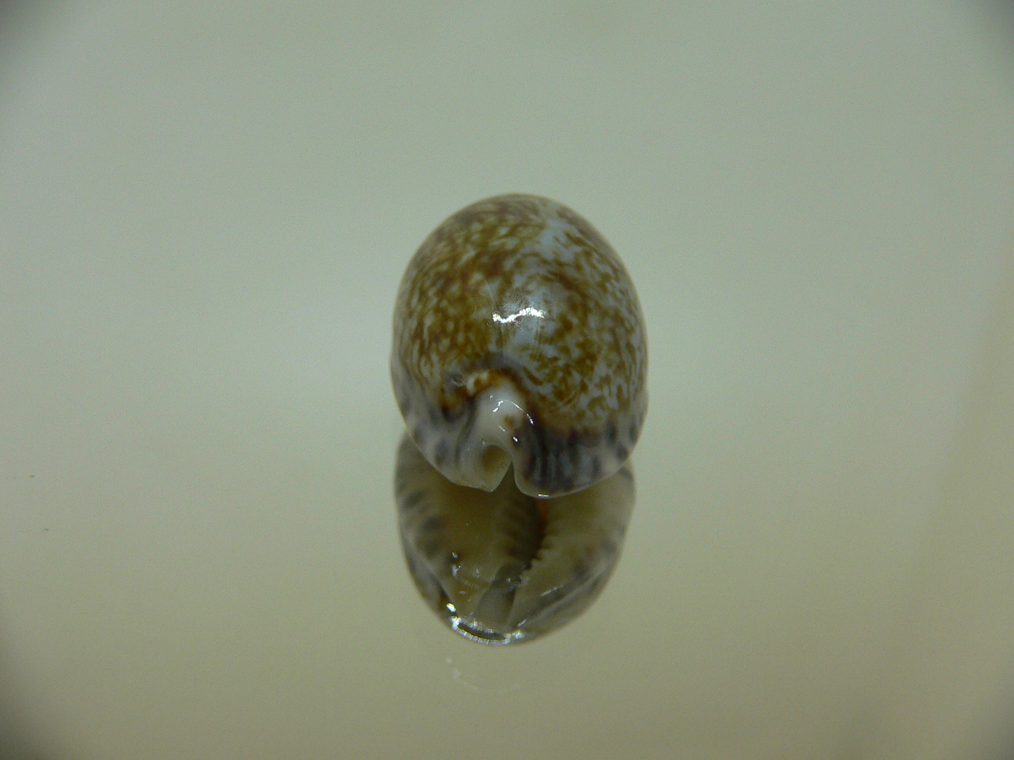 Cypraea arabicula