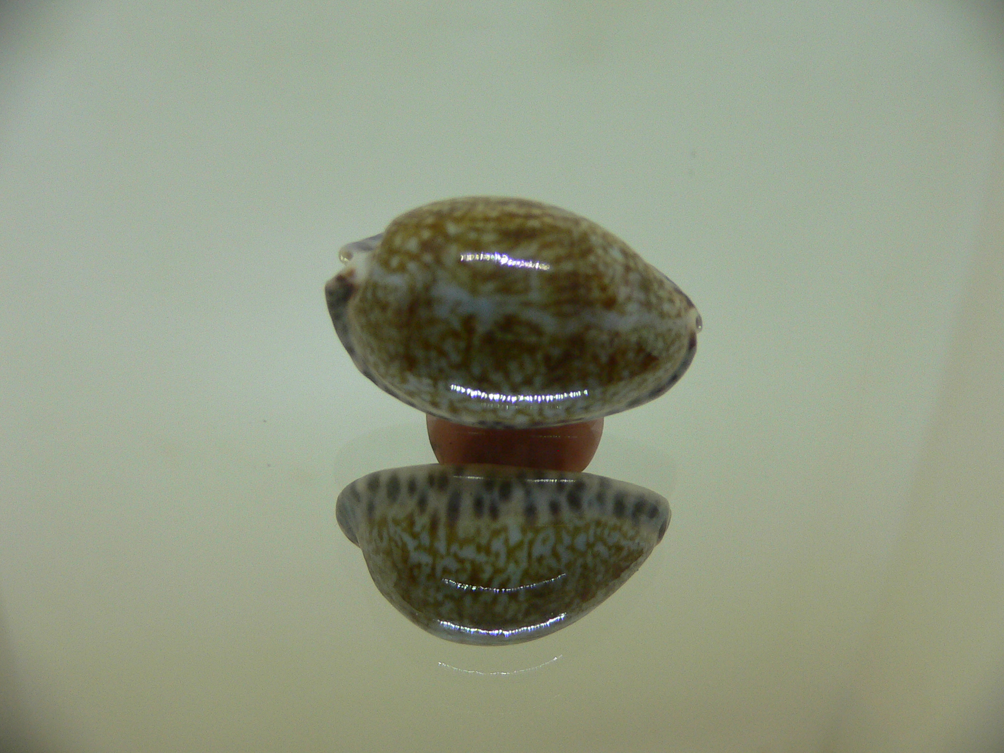 Cypraea arabicula