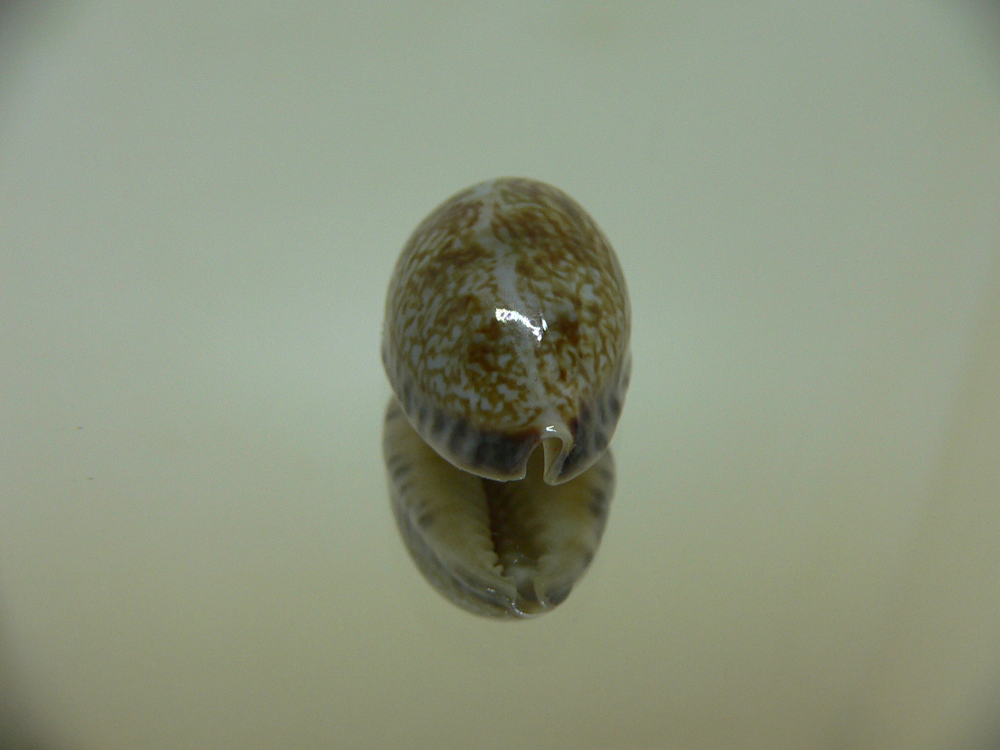 Cypraea arabicula