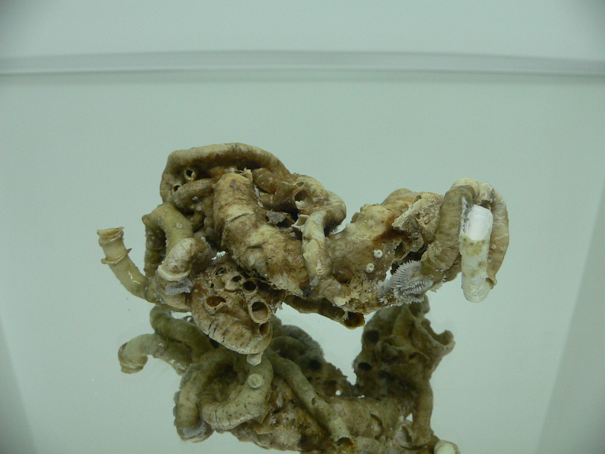 Колония Serpula SP. ELONGATE