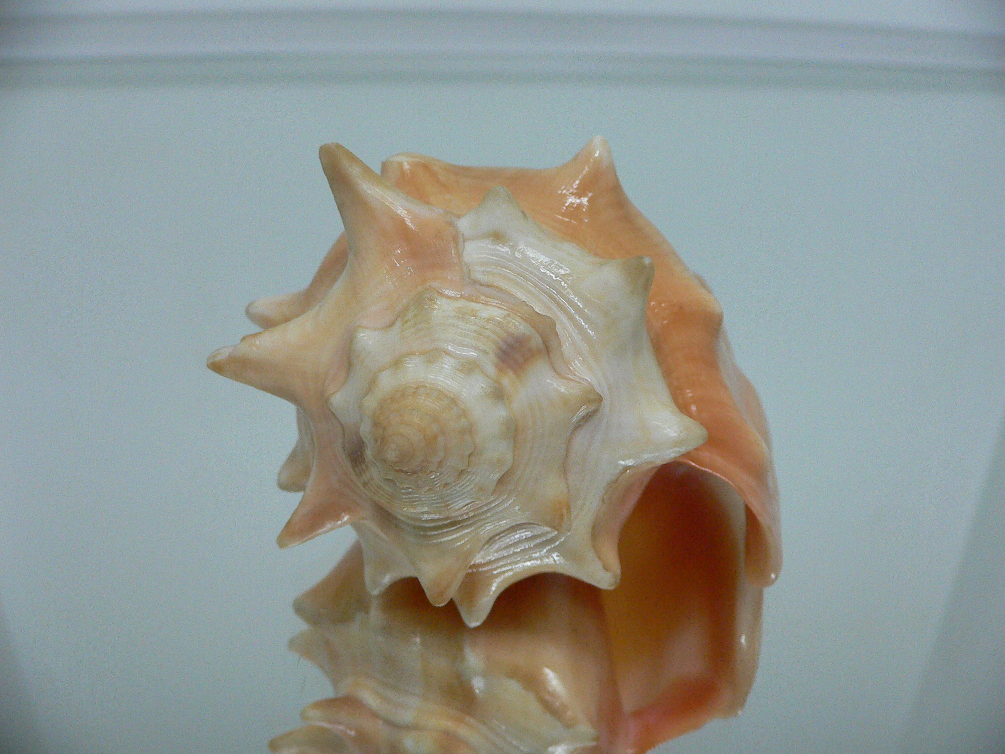 Strombus pugilis BIG