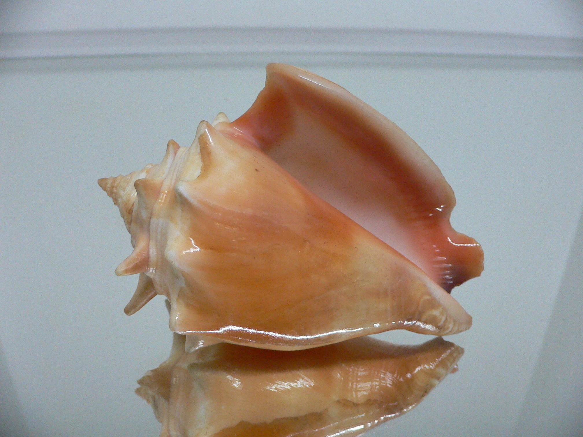 Strombus pugilis BIG