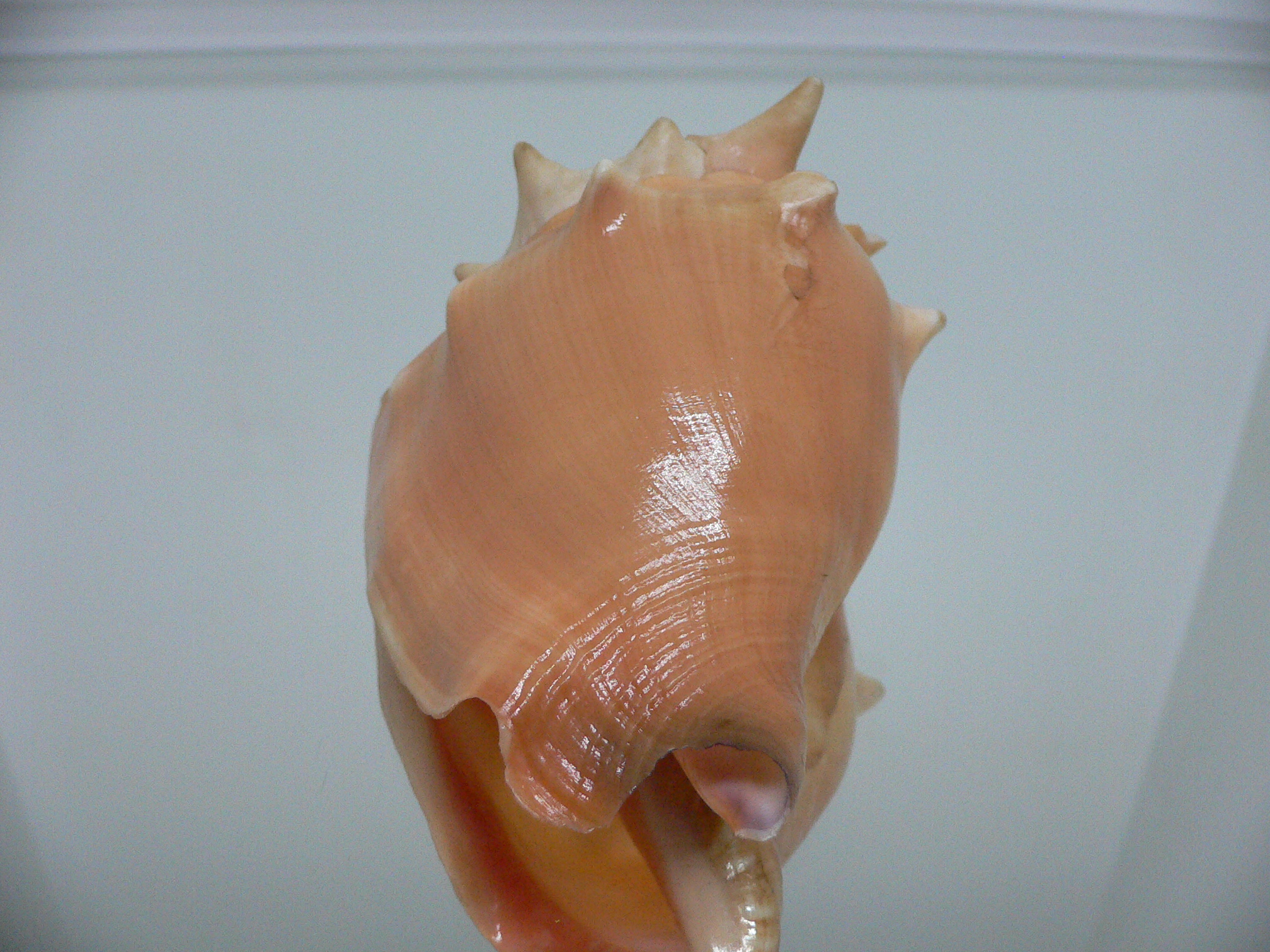 Strombus pugilis BIG