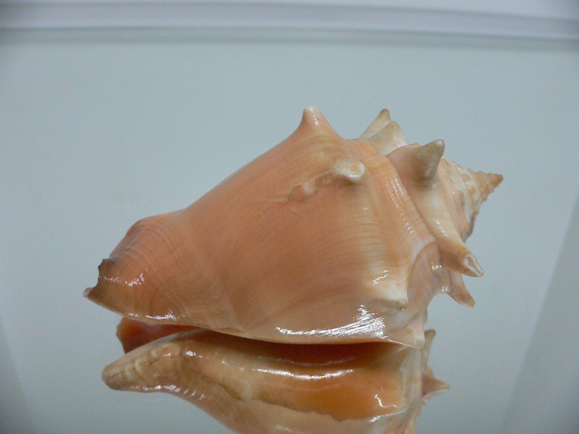 Strombus pugilis BIG