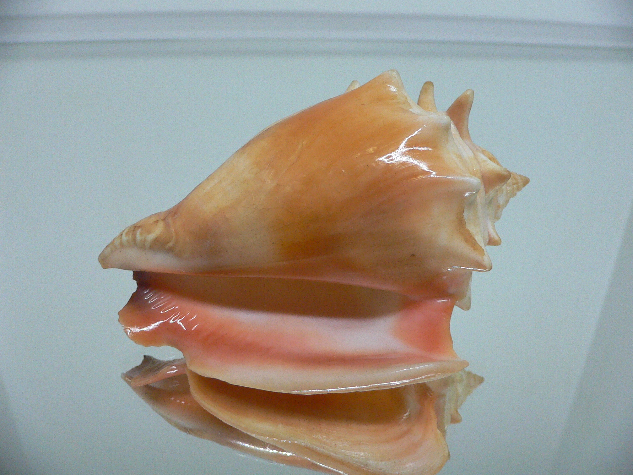 Strombus pugilis BIG