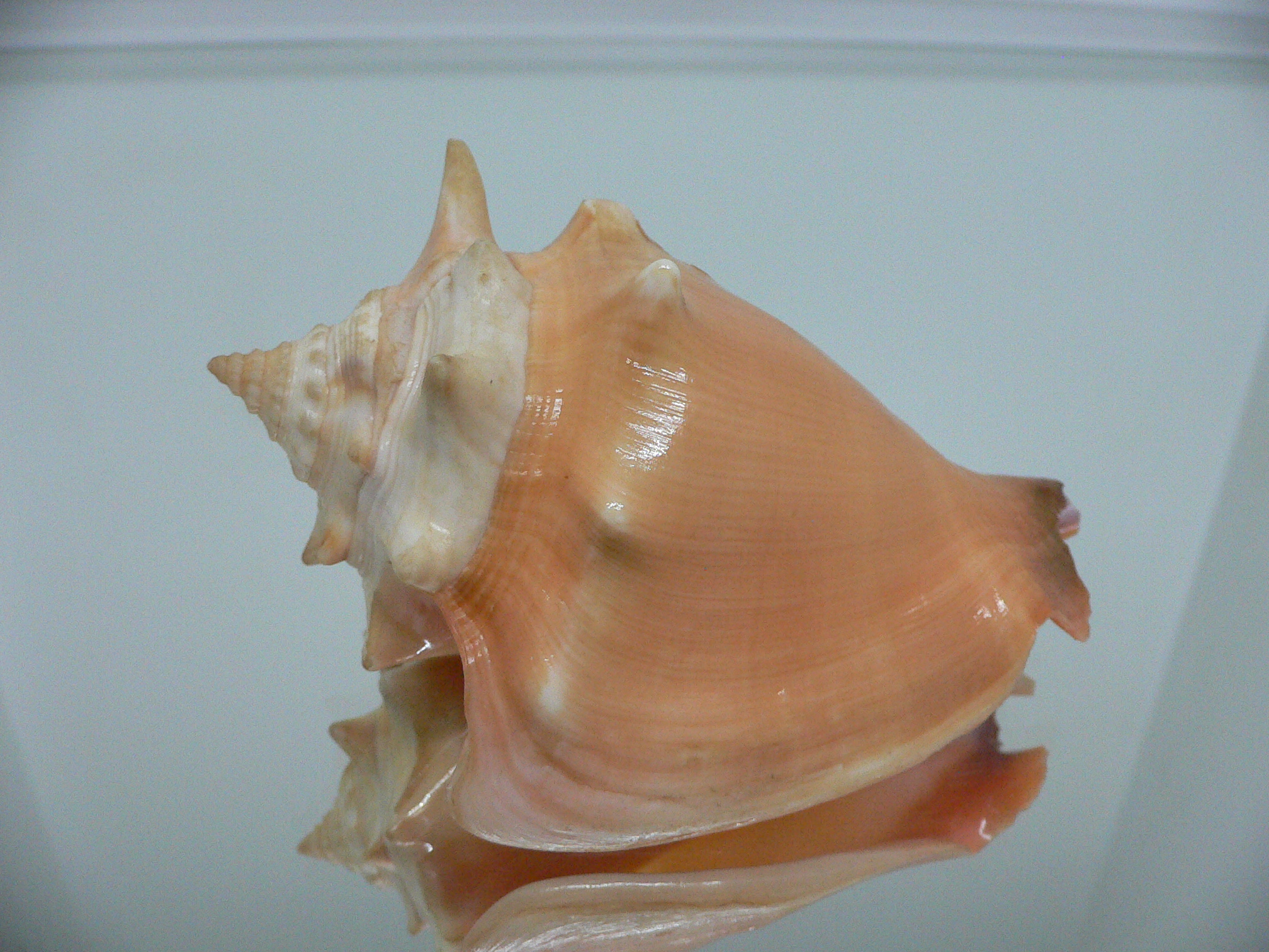 Strombus pugilis BIG