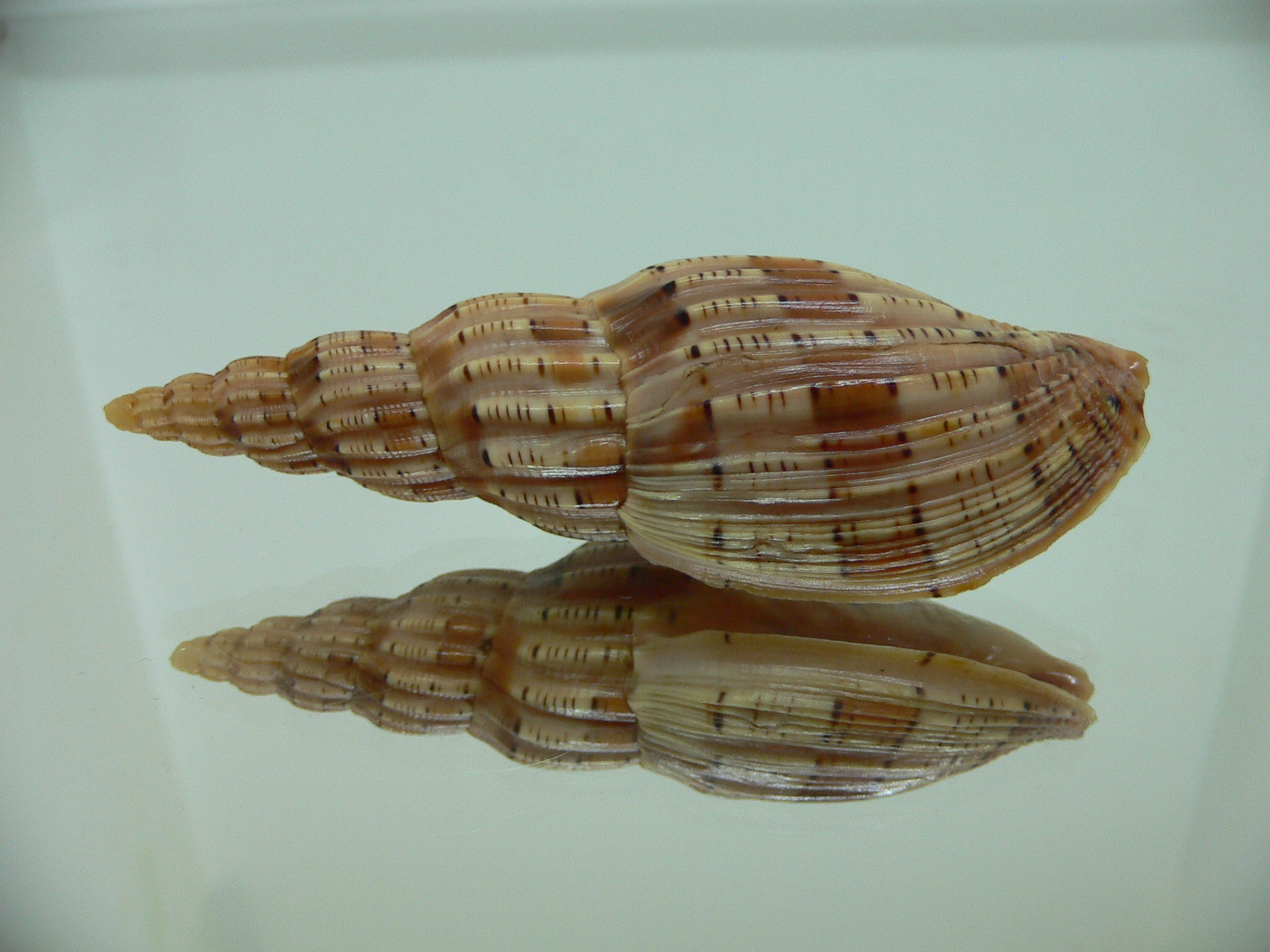 Lyria lyriformis DARK