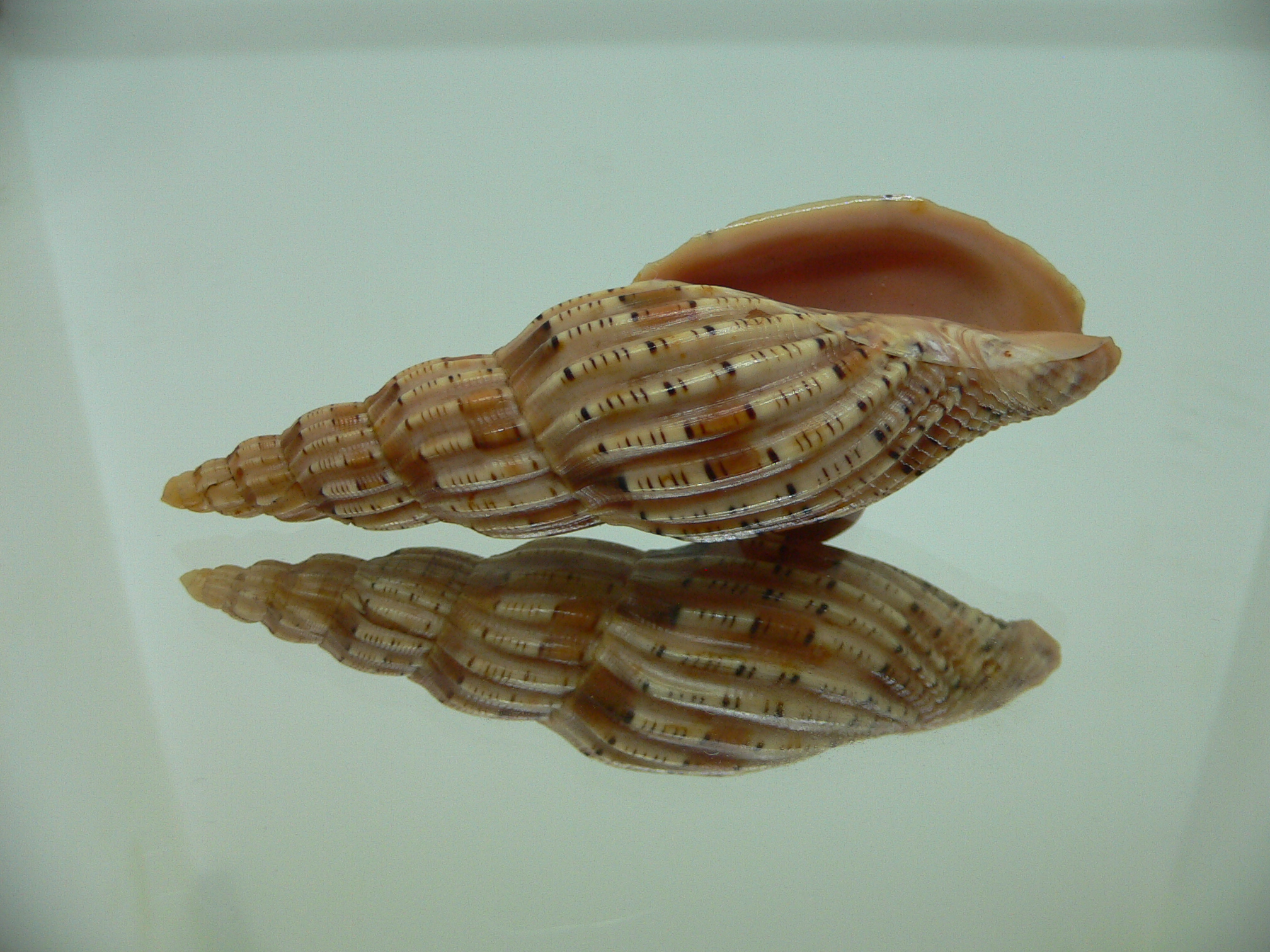 Lyria lyriformis DARK