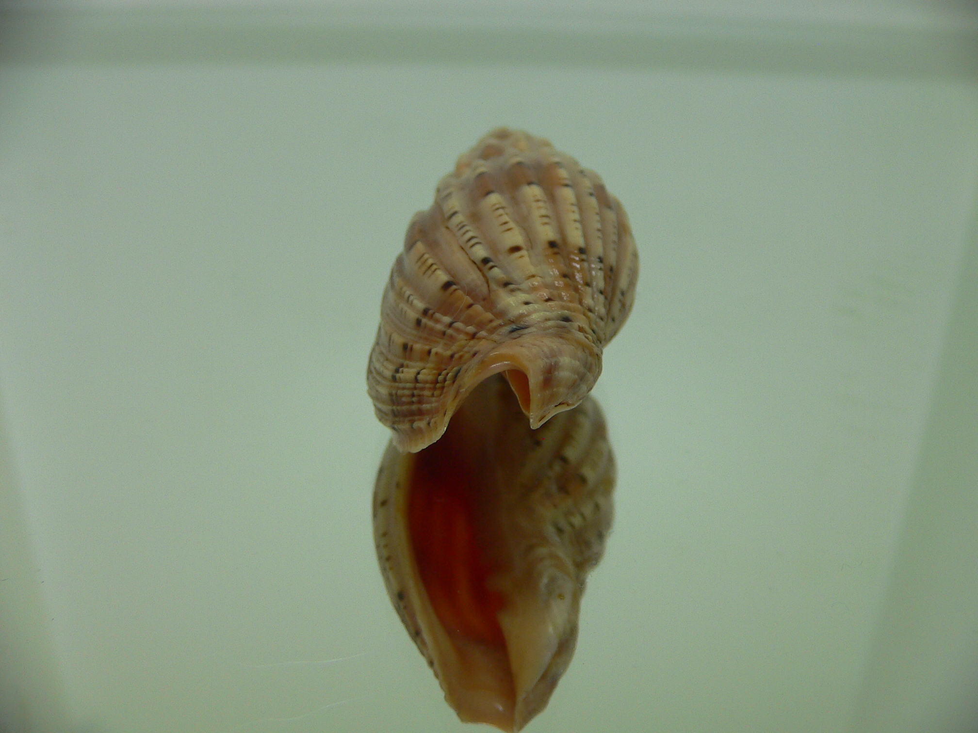 Lyria lyriformis DARK