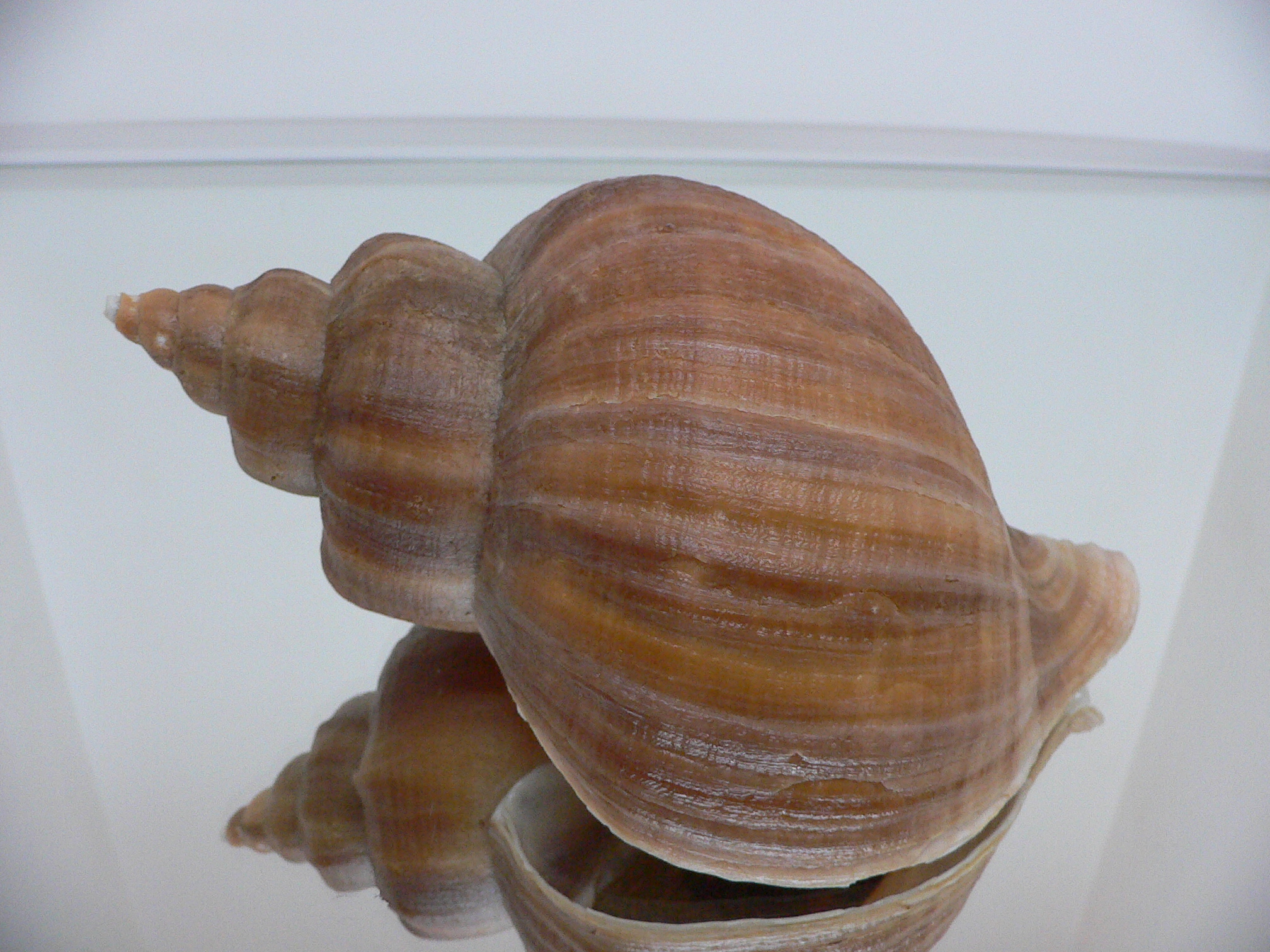 Neptunea constricta STRIPED