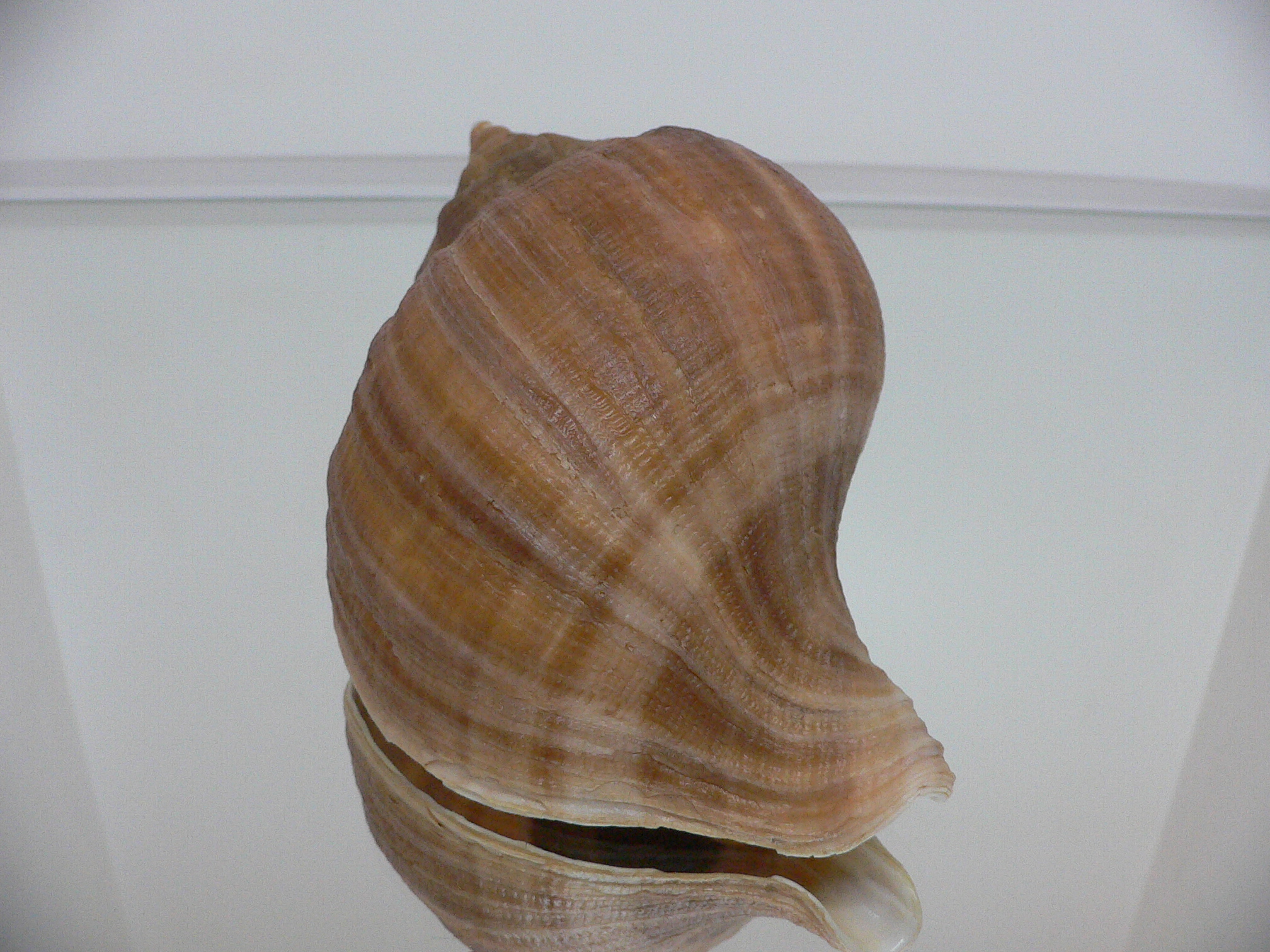 Neptunea constricta STRIPED