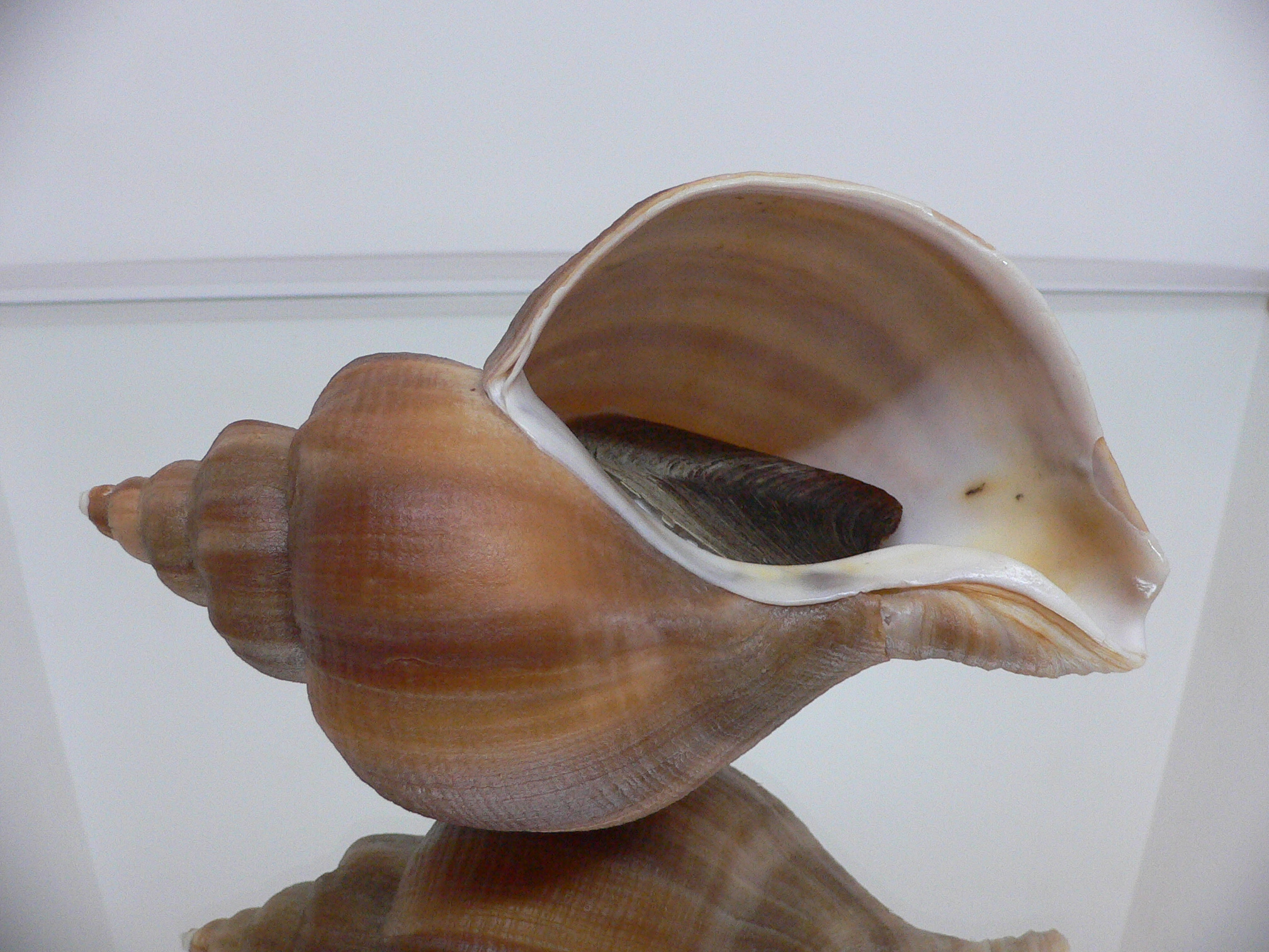 Neptunea constricta STRIPED