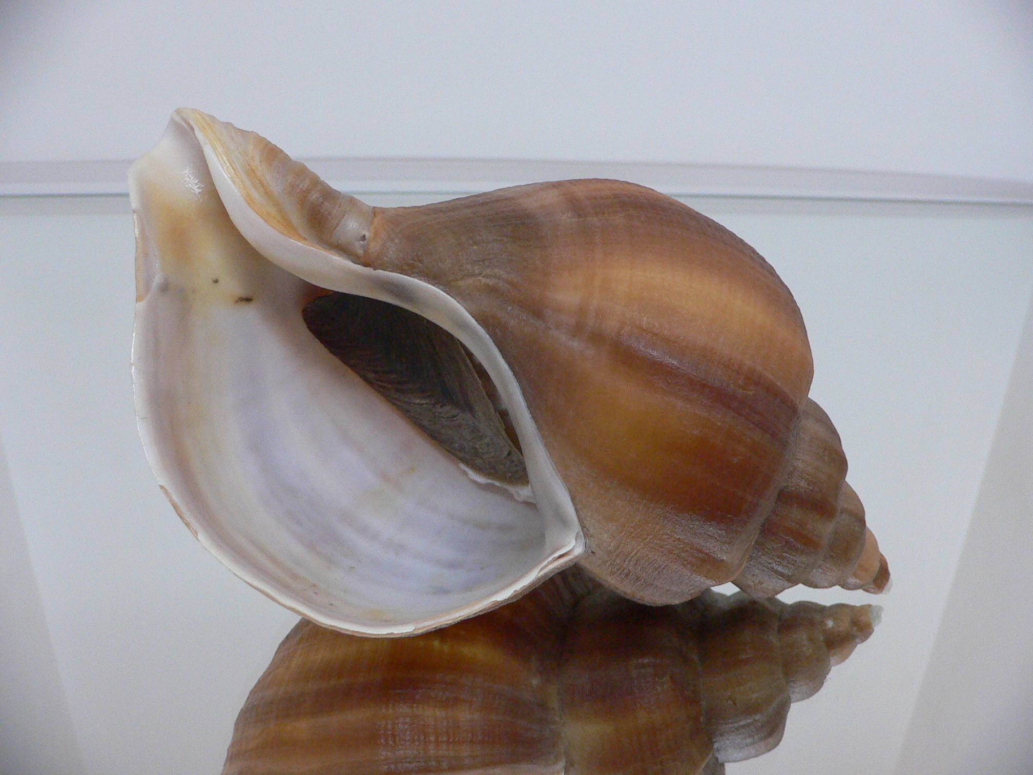 Neptunea constricta STRIPED