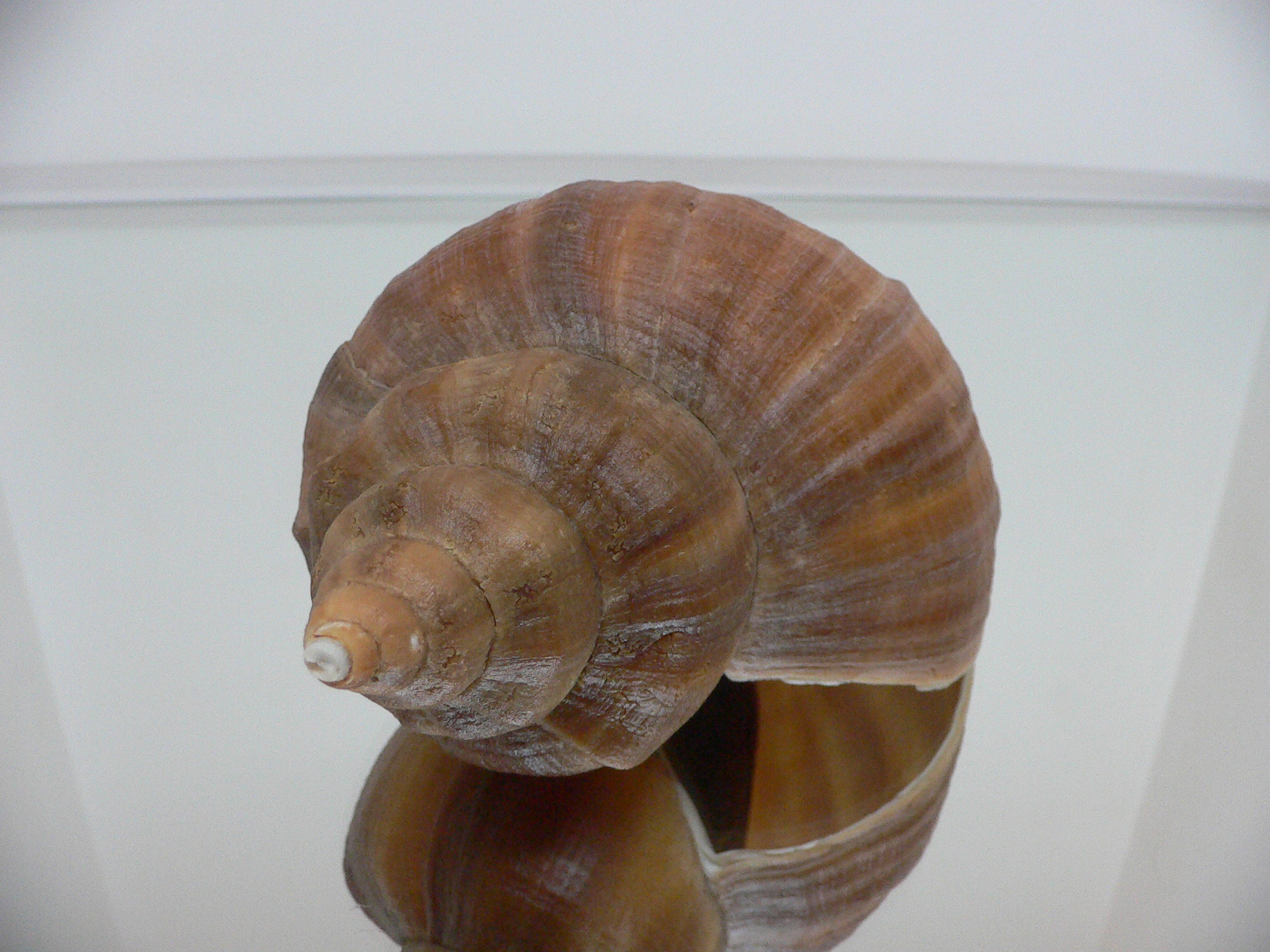 Neptunea constricta STRIPED