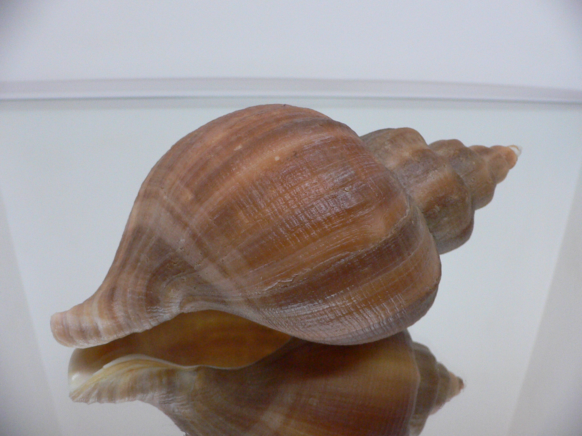 Neptunea constricta STRIPED