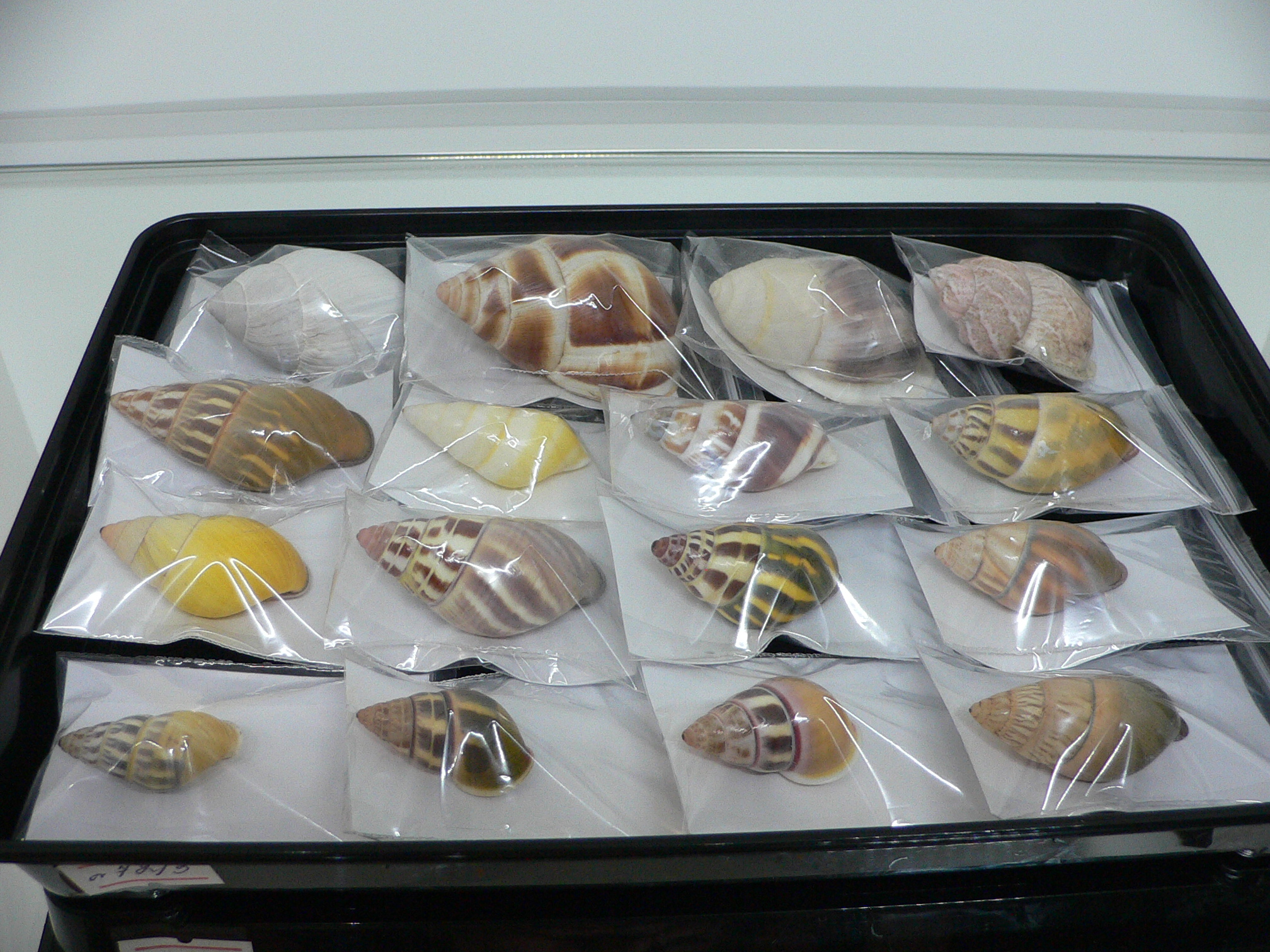 Amphidromus florensianus MELON & BLACK LIP