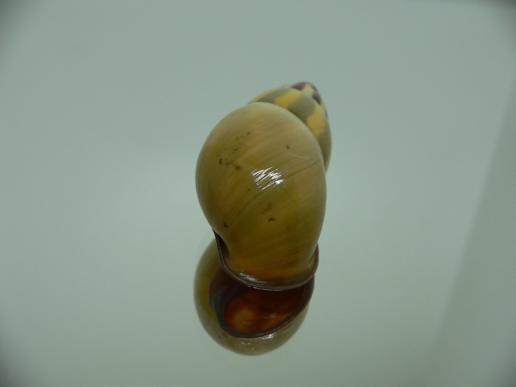 Amphidromus florensianus MELON & BLACK LIP