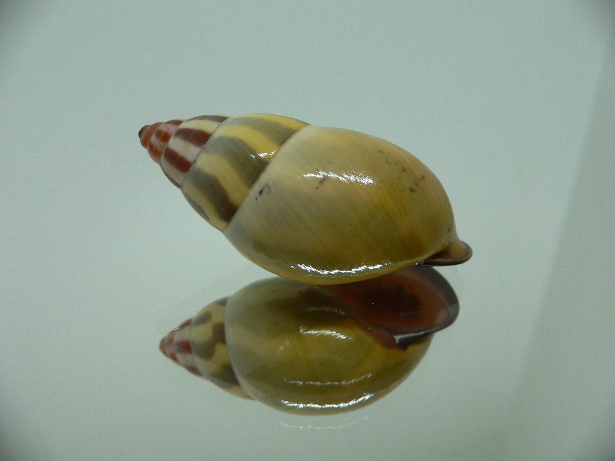 Amphidromus florensianus MELON & BLACK LIP