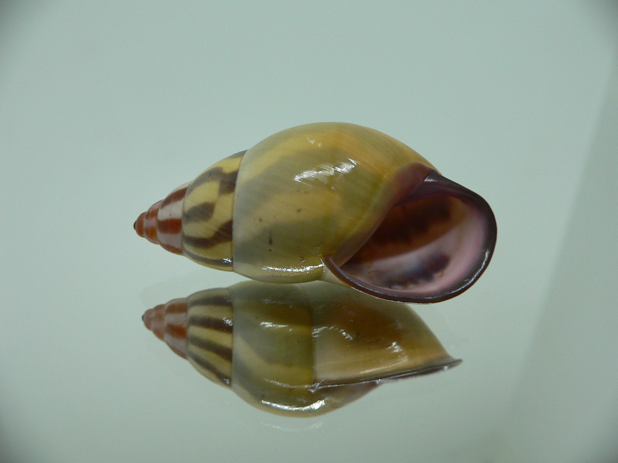 Amphidromus florensianus MELON & BLACK LIP