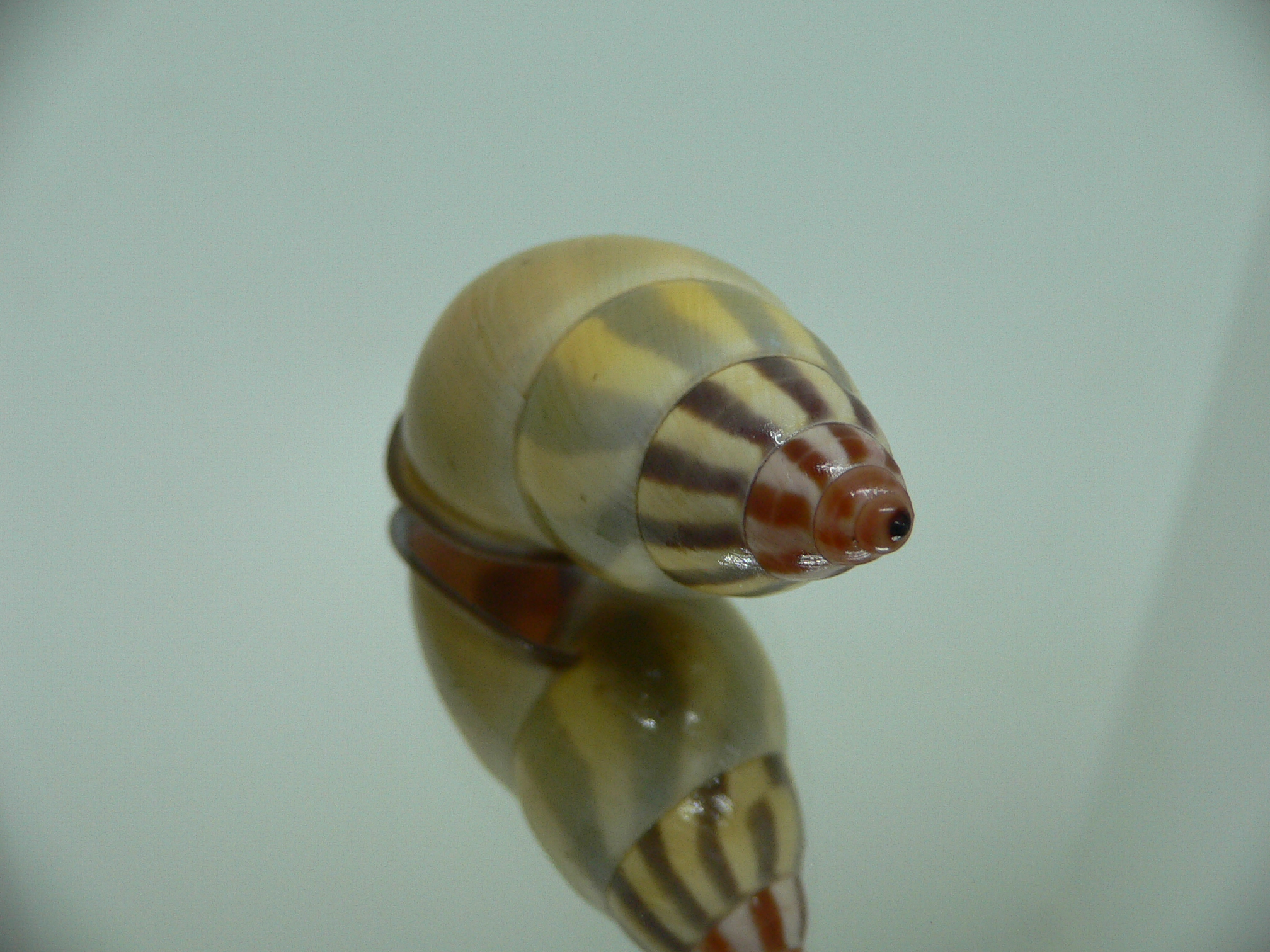 Amphidromus florensianus MELON & BLACK LIP