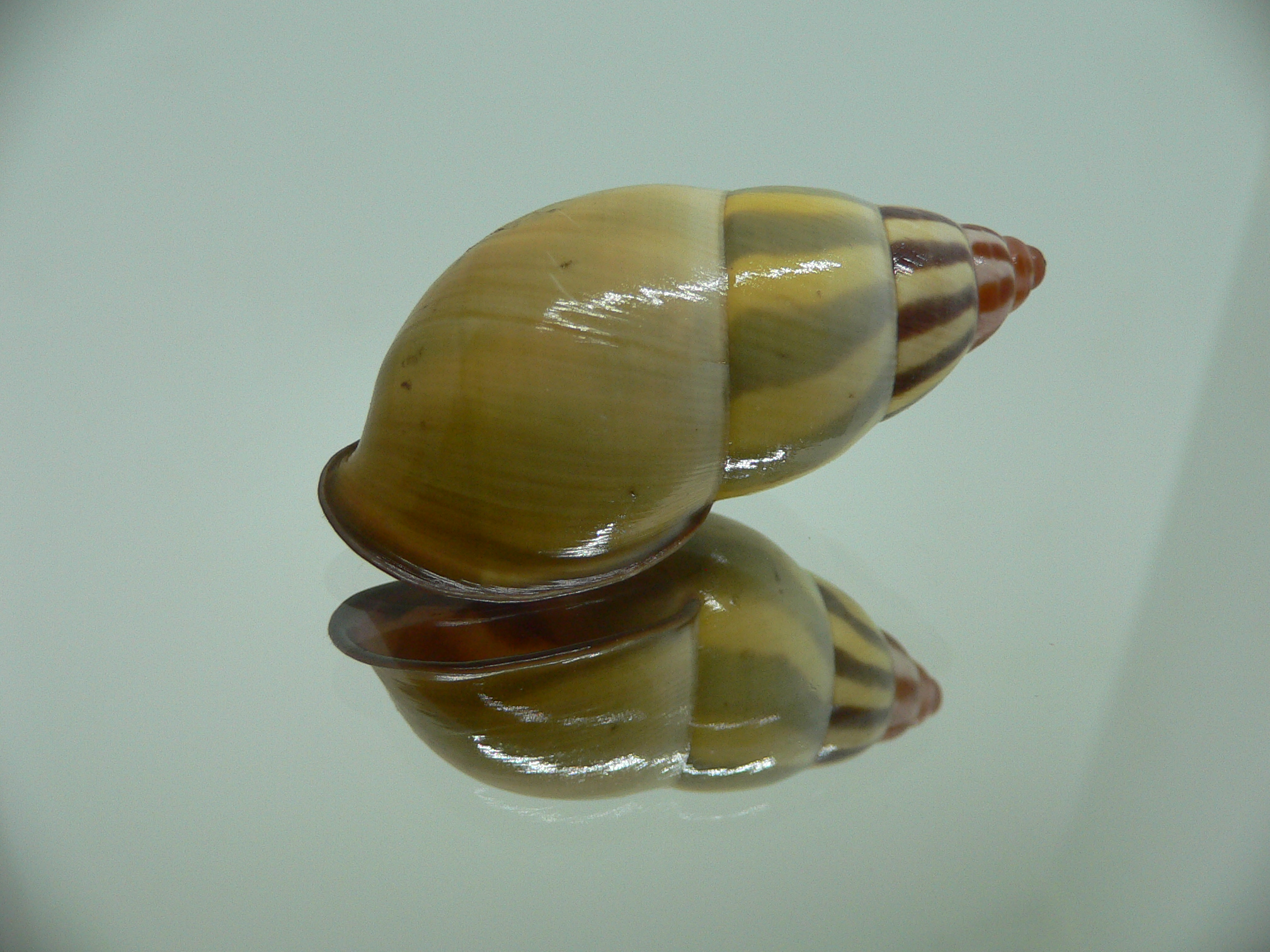 Amphidromus florensianus MELON & BLACK LIP