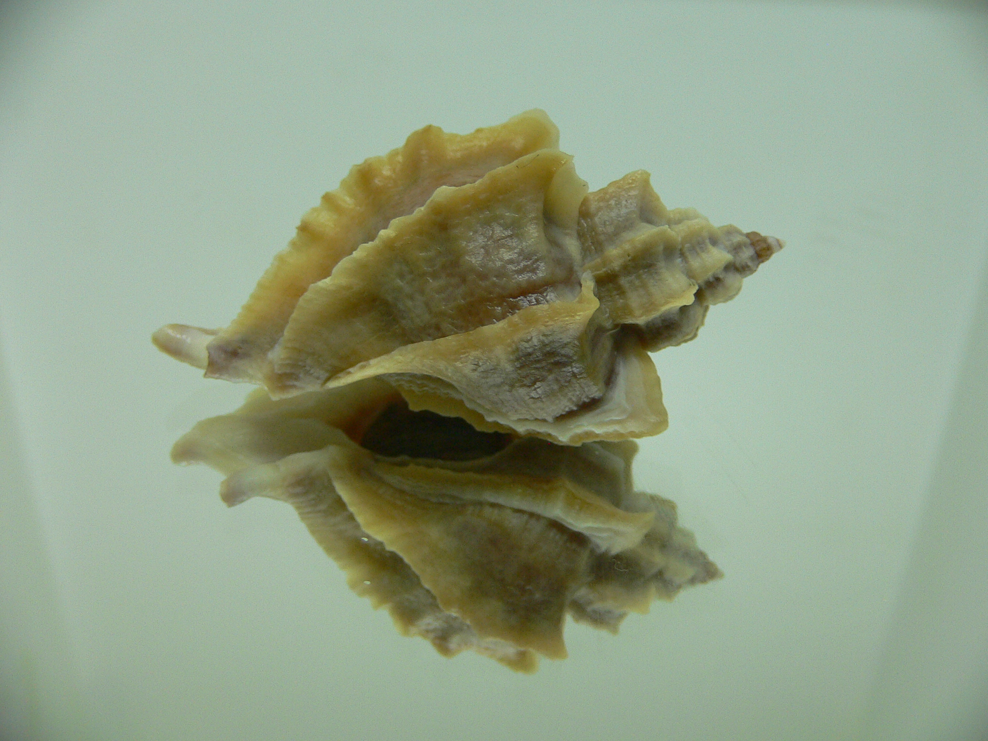 Ocenebra inornata SOUTHERN FORM 3