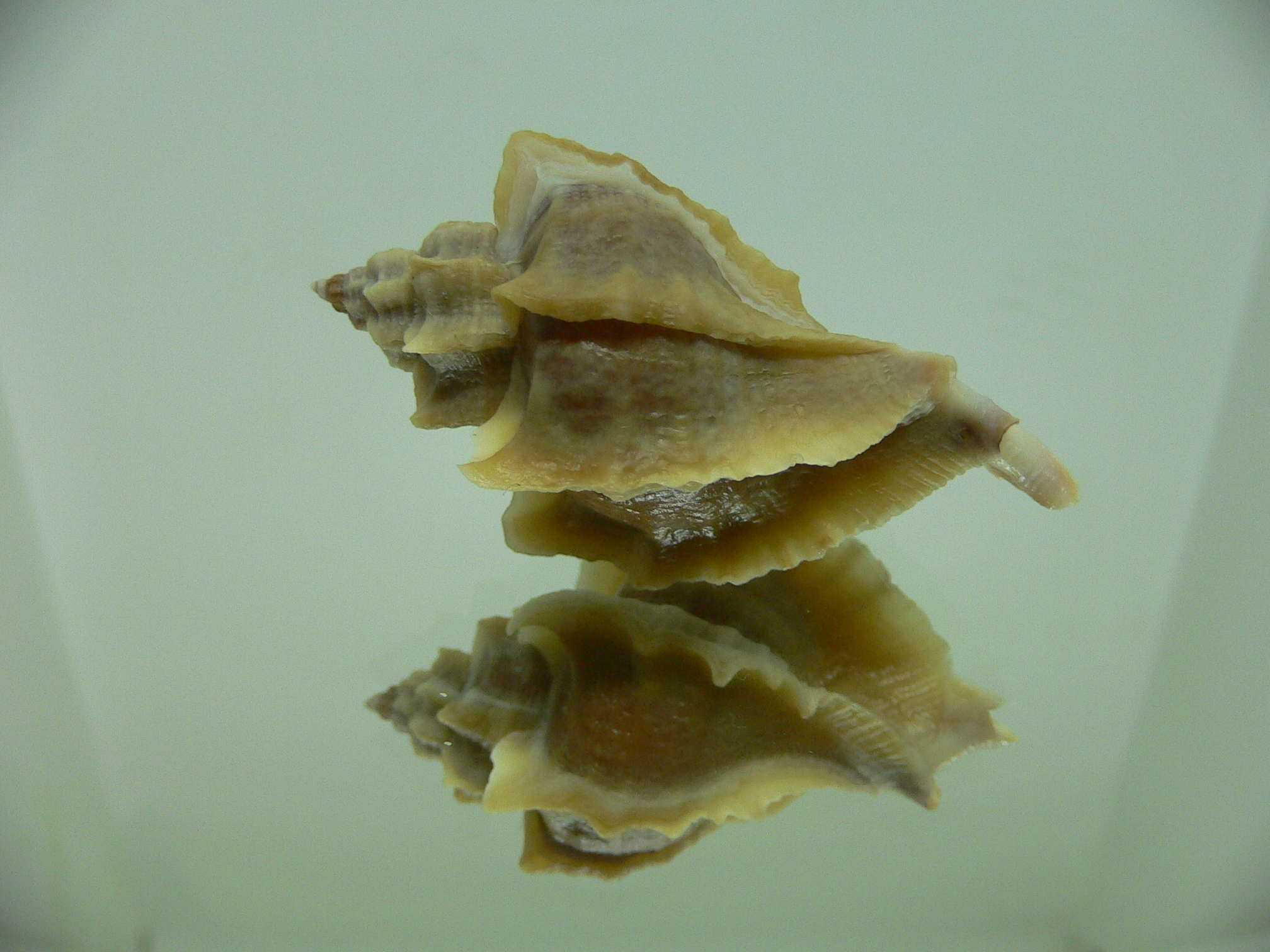 Ocenebra inornata SOUTHERN FORM 3