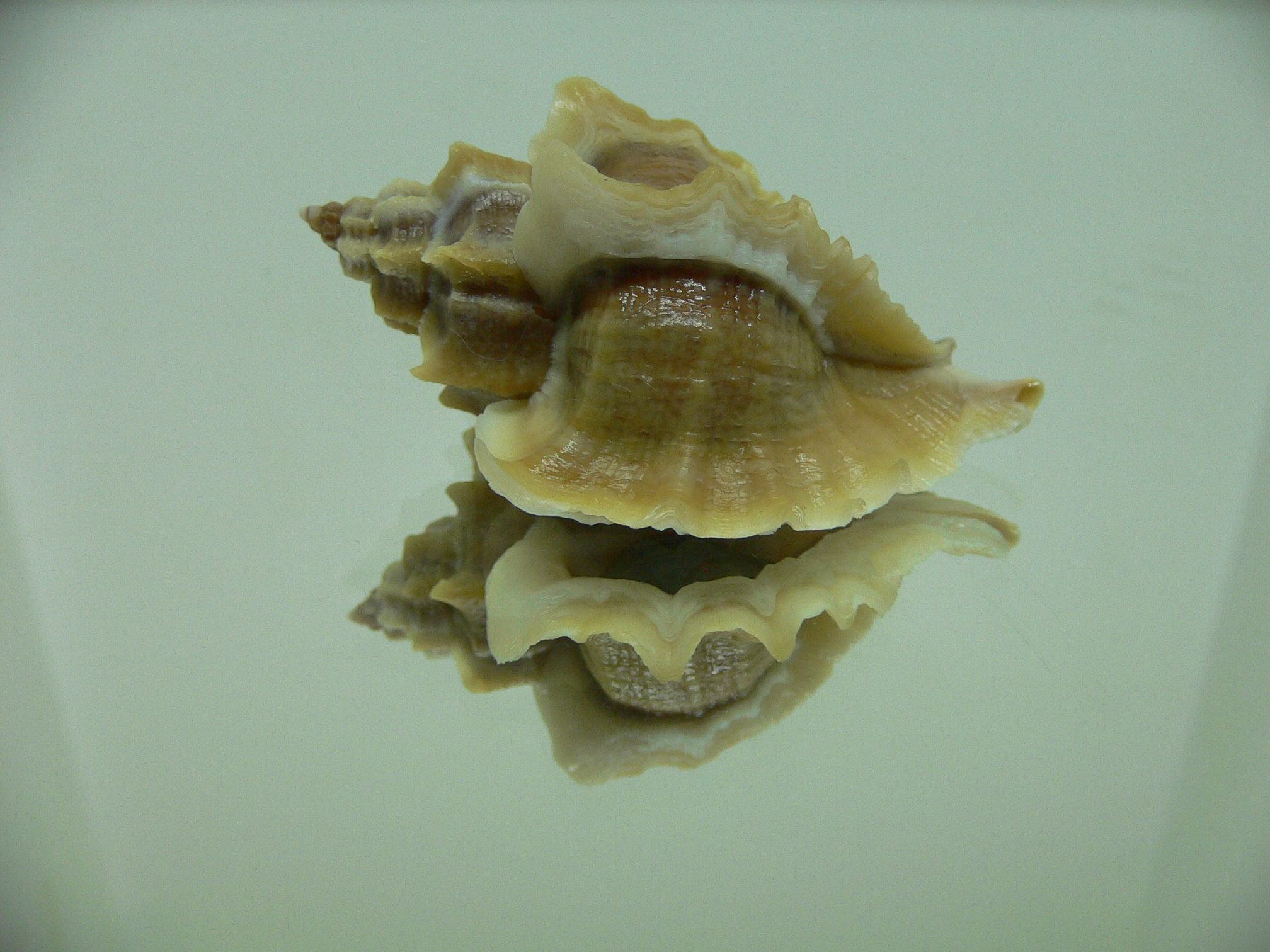 Ocenebra inornata SOUTHERN FORM 3