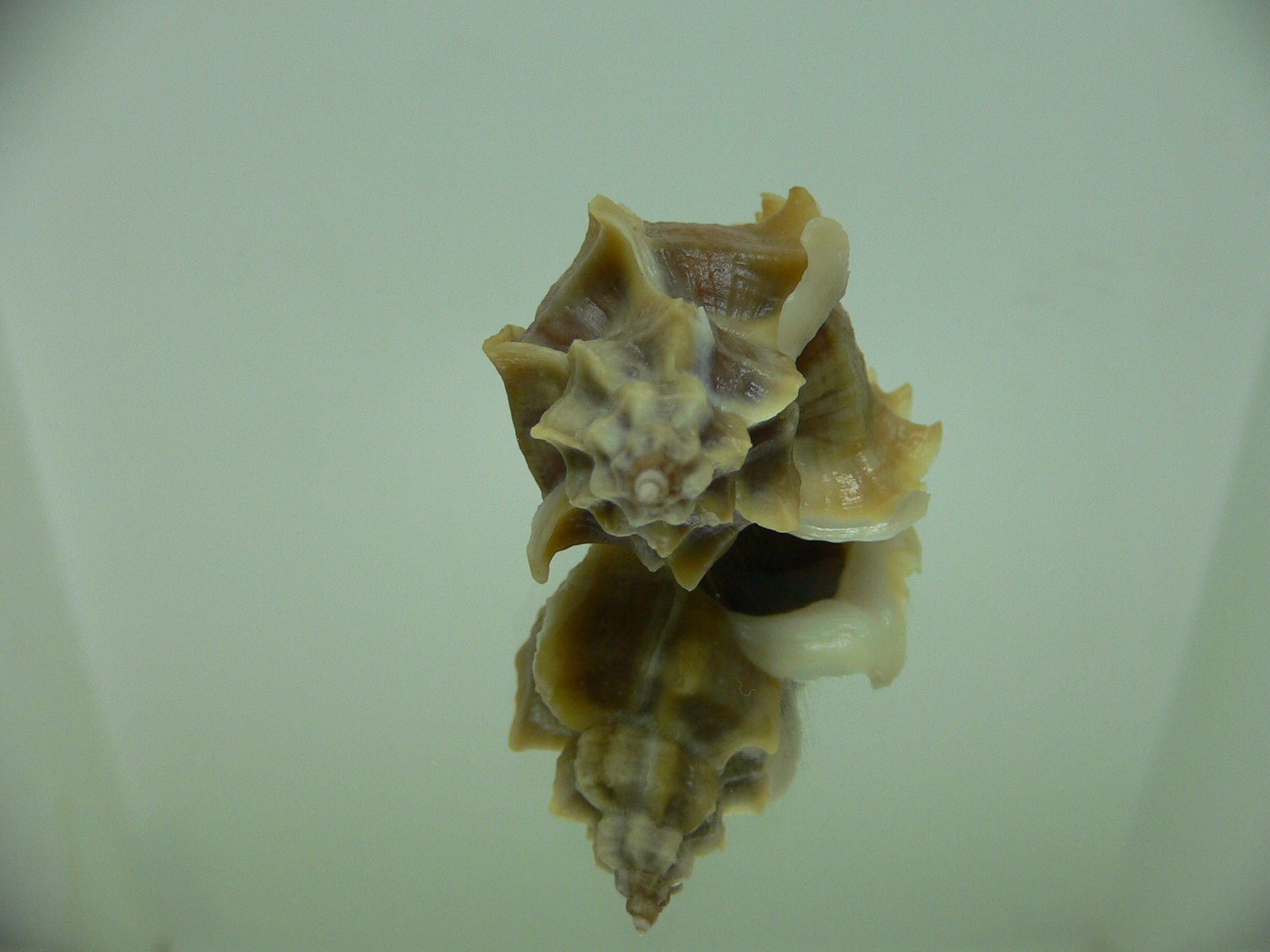 Ocenebra inornata SOUTHERN FORM 3