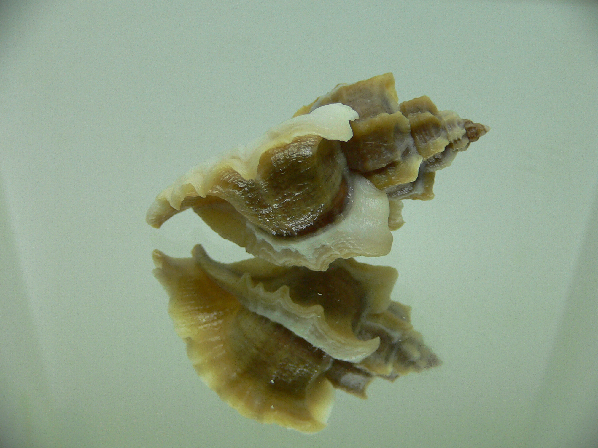 Ocenebra inornata SOUTHERN FORM 3