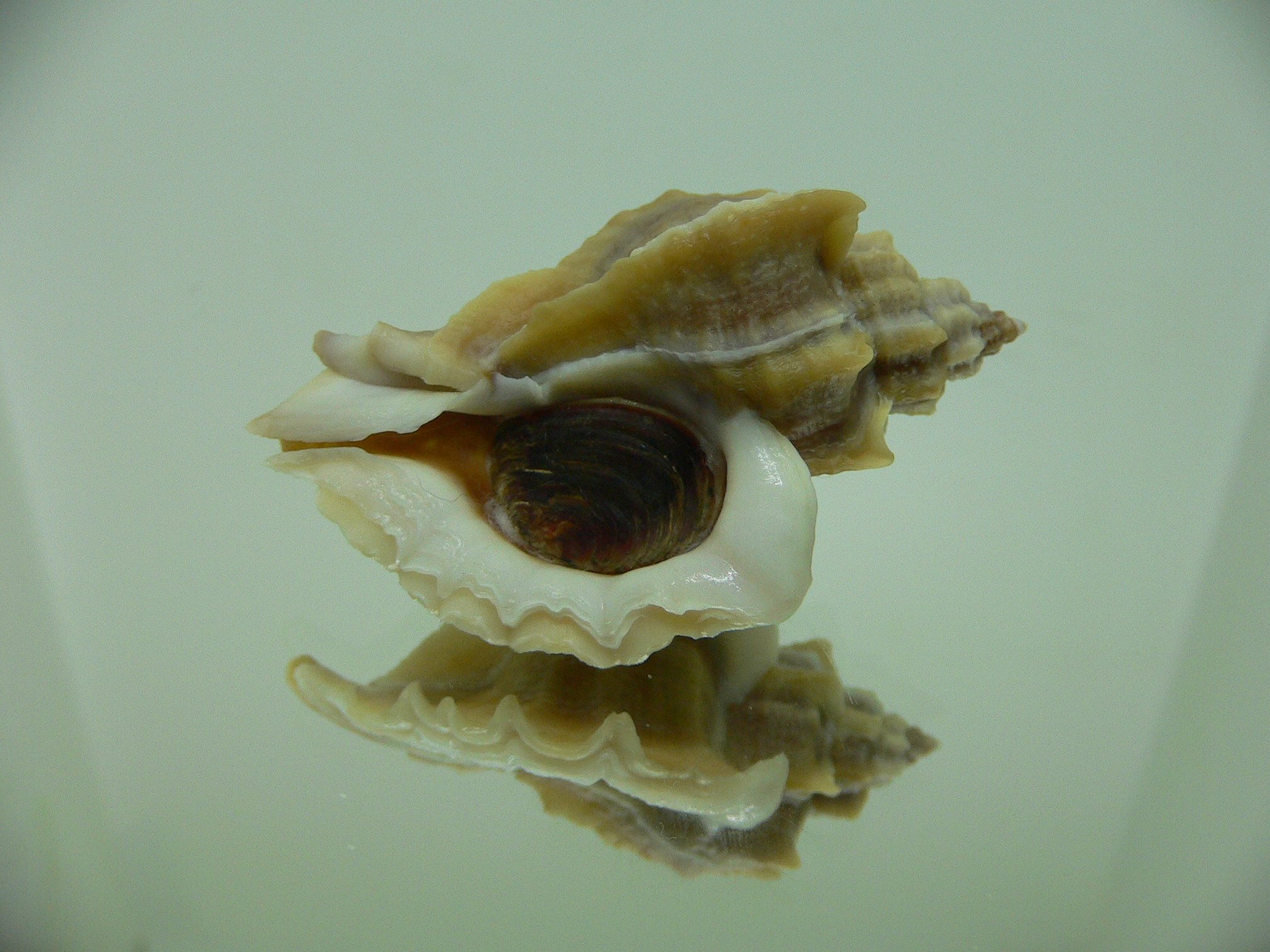 Ocenebra inornata SOUTHERN FORM 3