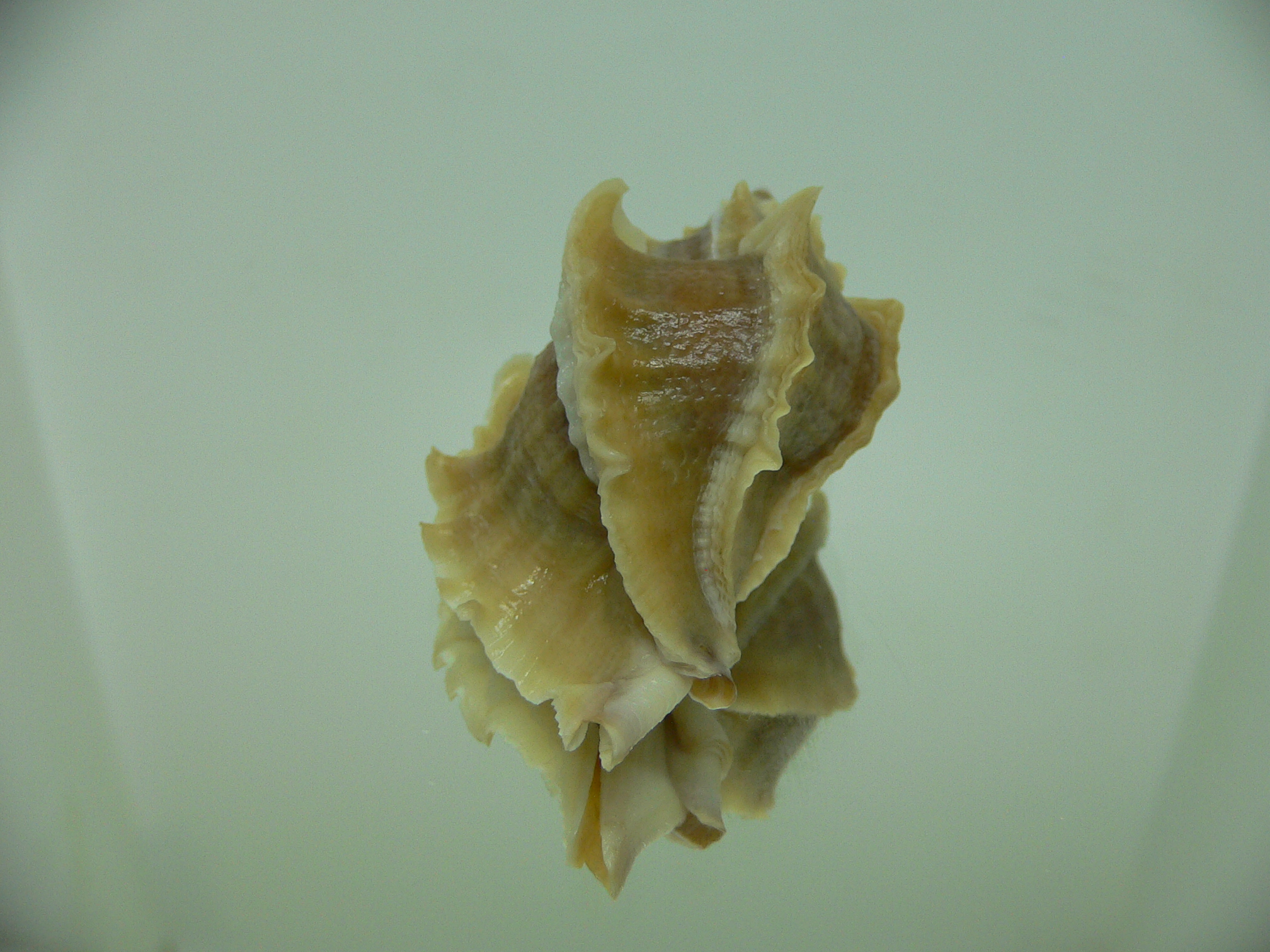 Ocenebra inornata SOUTHERN FORM 3