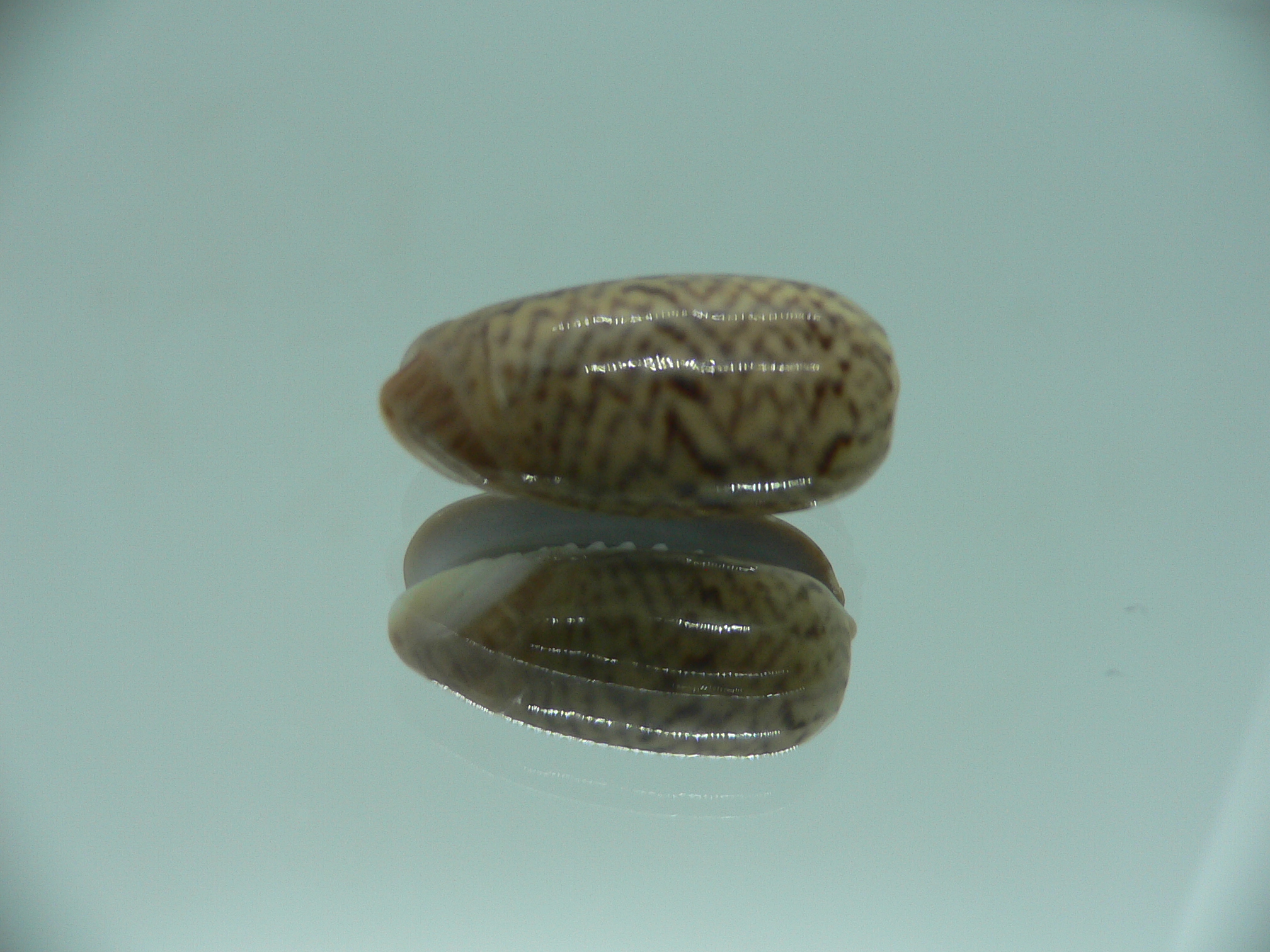 Oliva concavospira