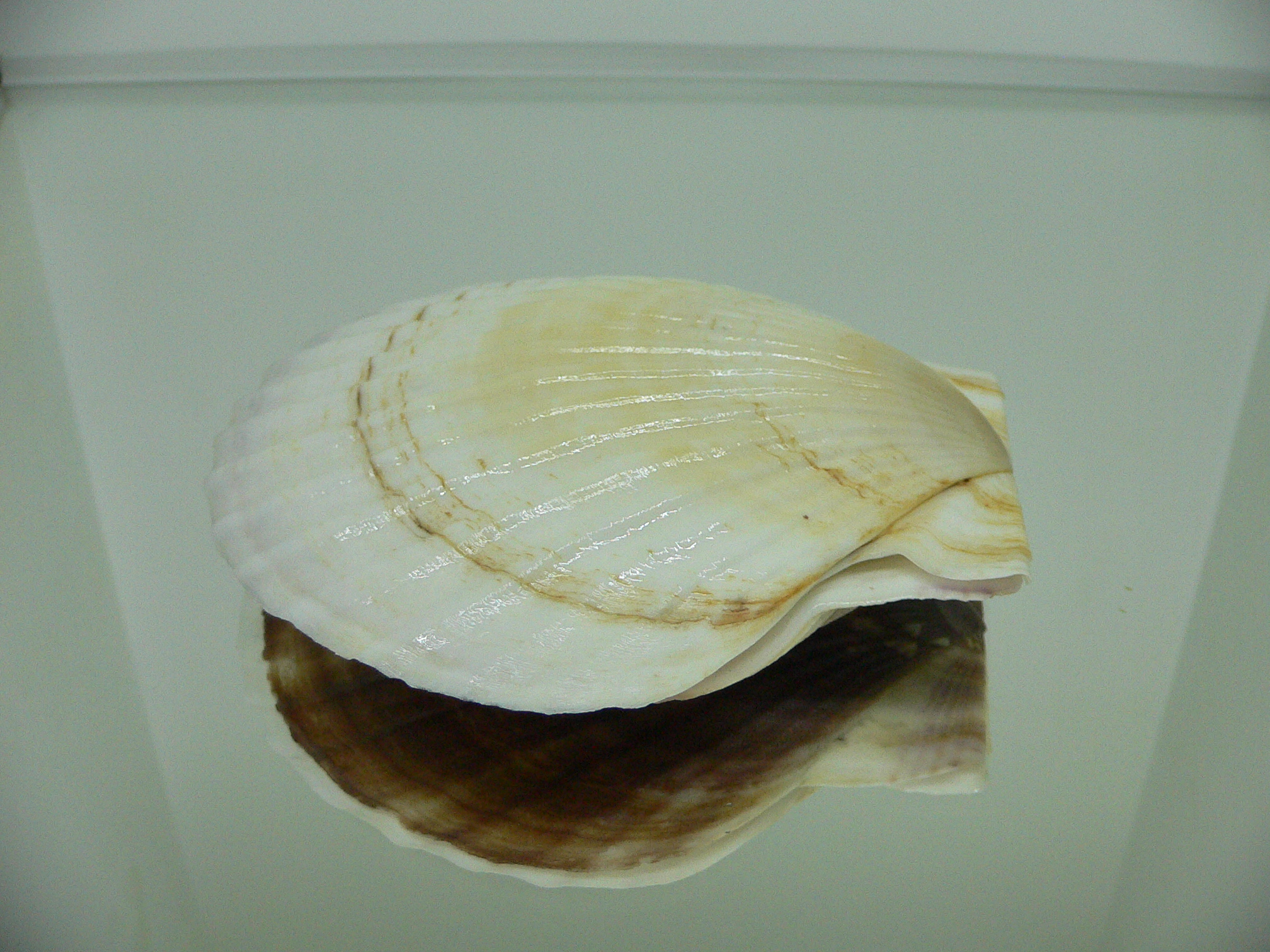 Patinopecten yessoensis LIGHT