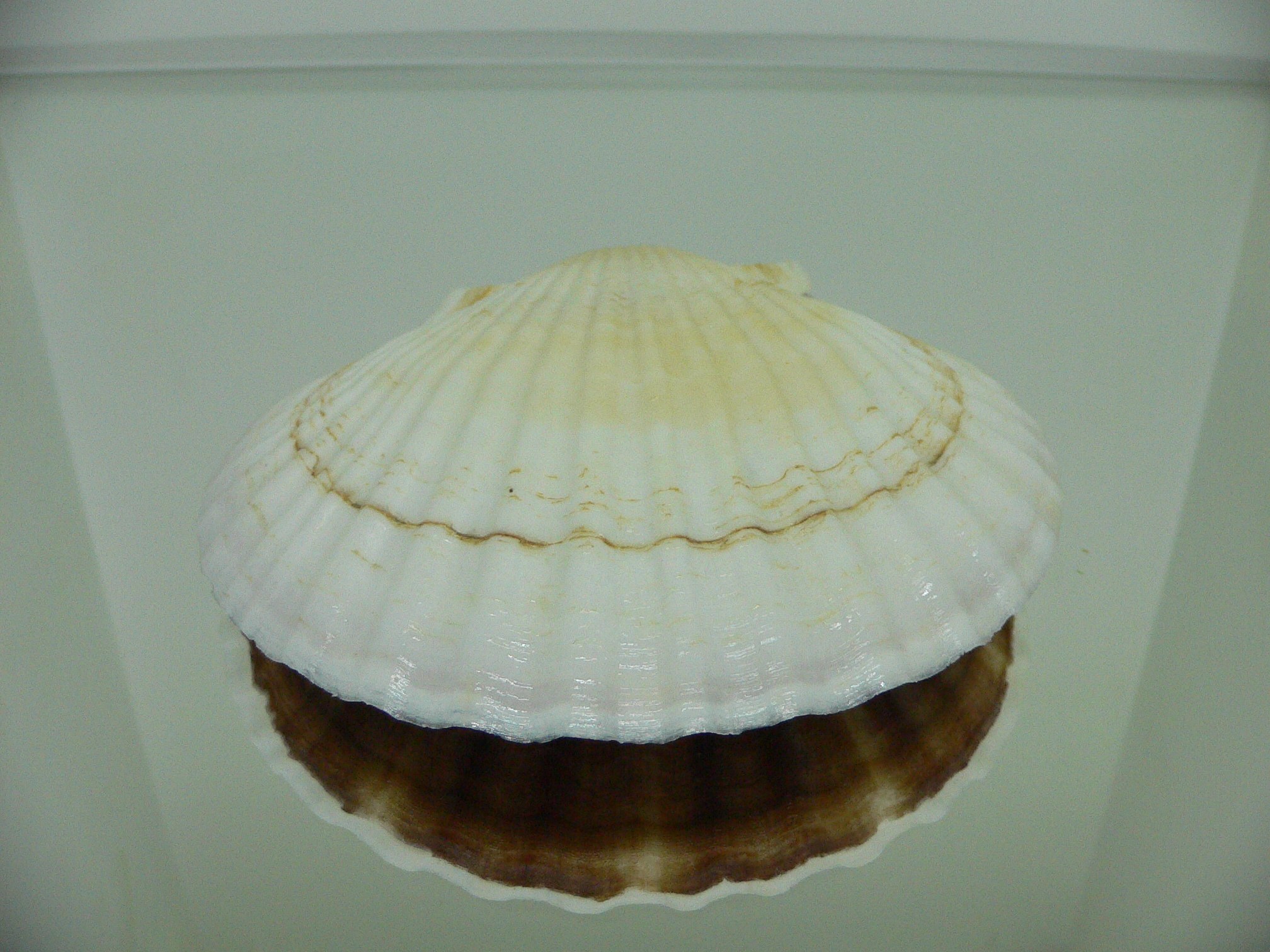 Patinopecten yessoensis LIGHT