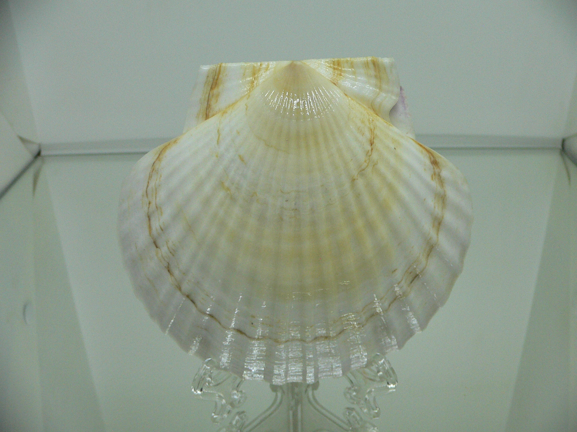 Patinopecten yessoensis LIGHT